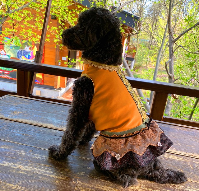 わんこ服小型犬用S "オレンジ色のストレッチ布とシックな絹のスカート”B-2