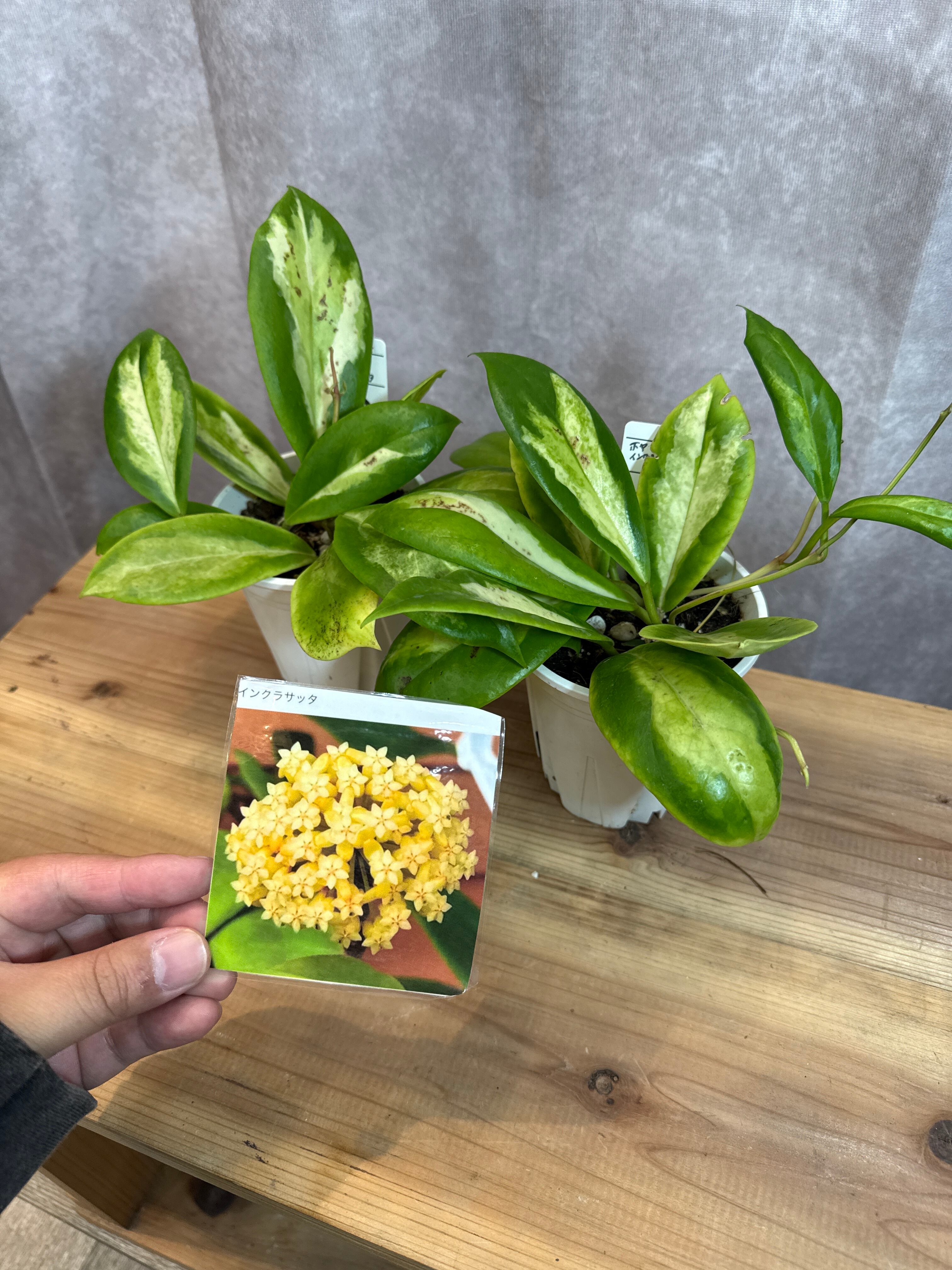 クッソニア スピカータ | Gardenえん 【観葉熱帯植物】