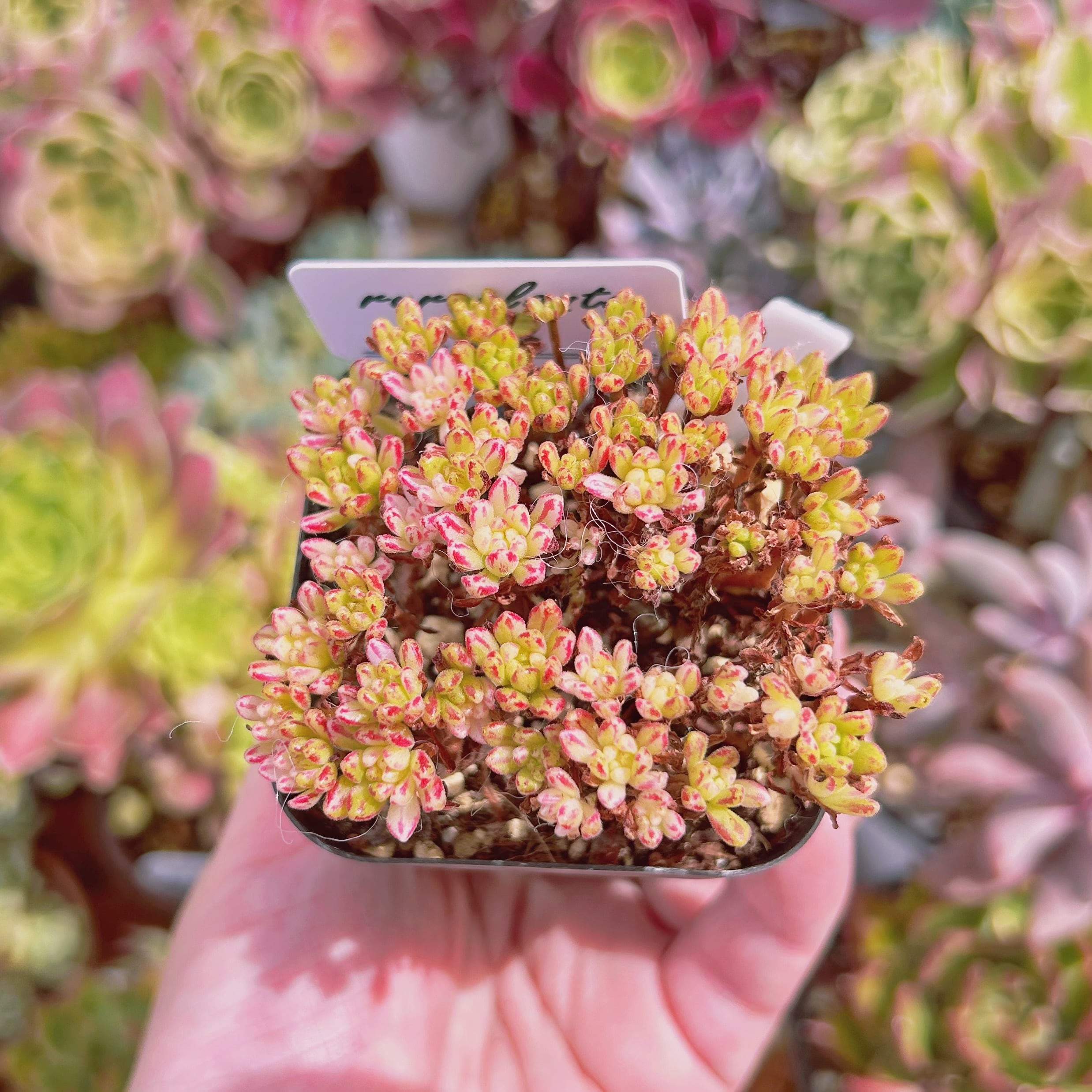 現物　多肉植物　小人祭り錦　抜き苗