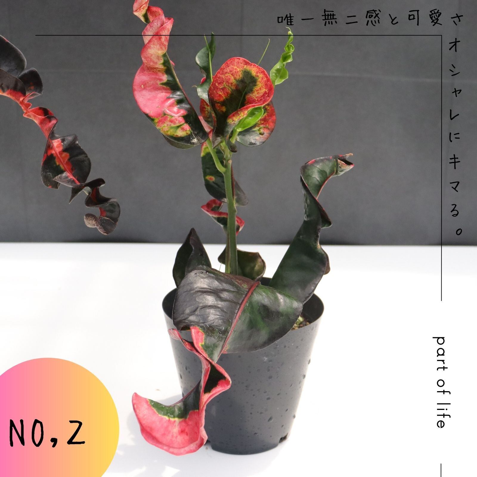希少 クロトン プランティップ prang thip 卓上サイズ 観葉植物 熱帯