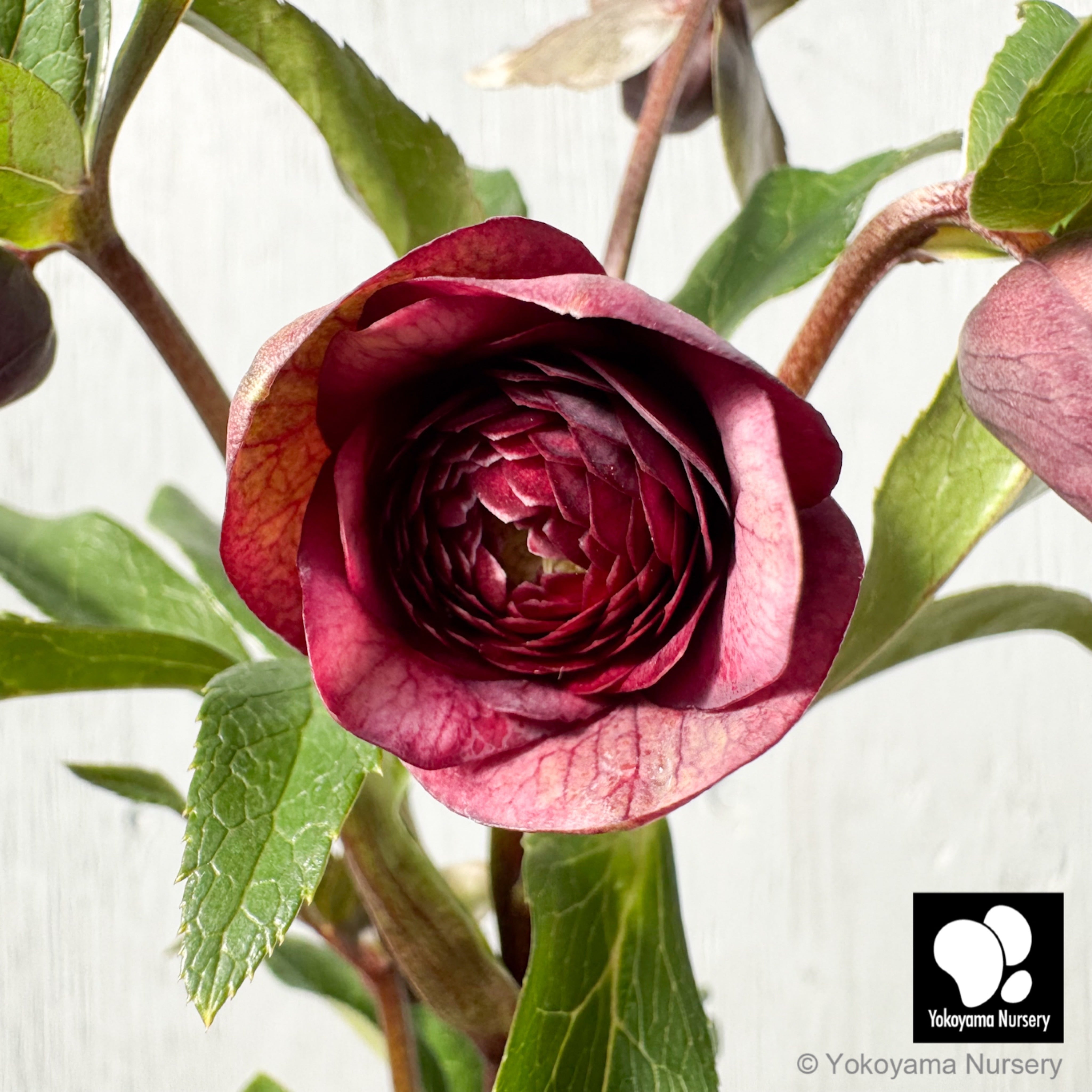 おこめ様ご依頼品 クリスマスローズ 開花株 横山園芸 2苗 現品 匿名