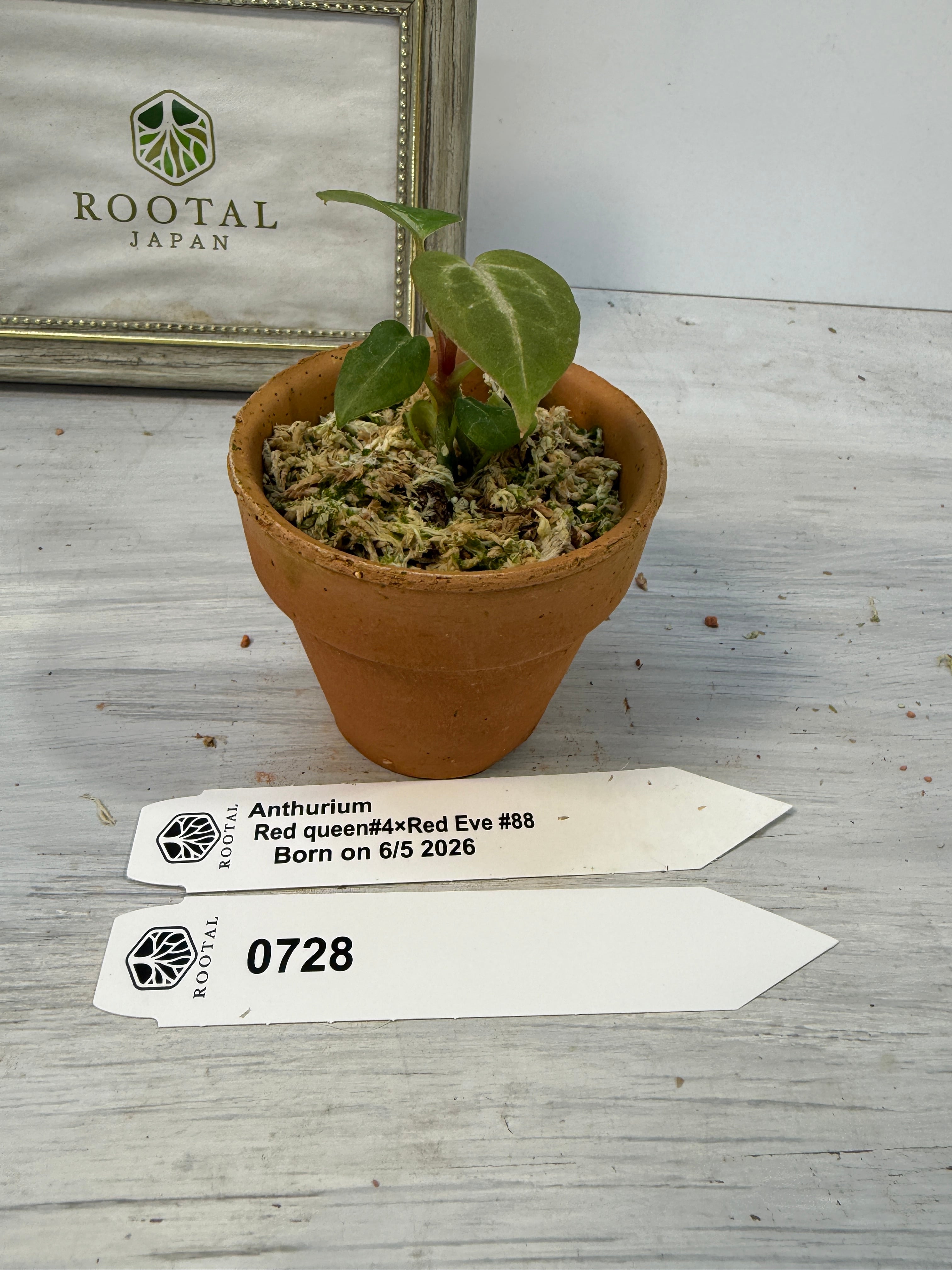 一周年記念インスタライブ株【アンスリウム】 | ROOTALPLANTS