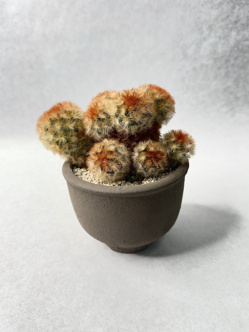 マミラリア・カルメナエ