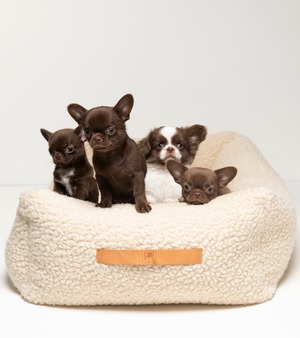2.8 Henri - Boucl? Wool Dog Bed S