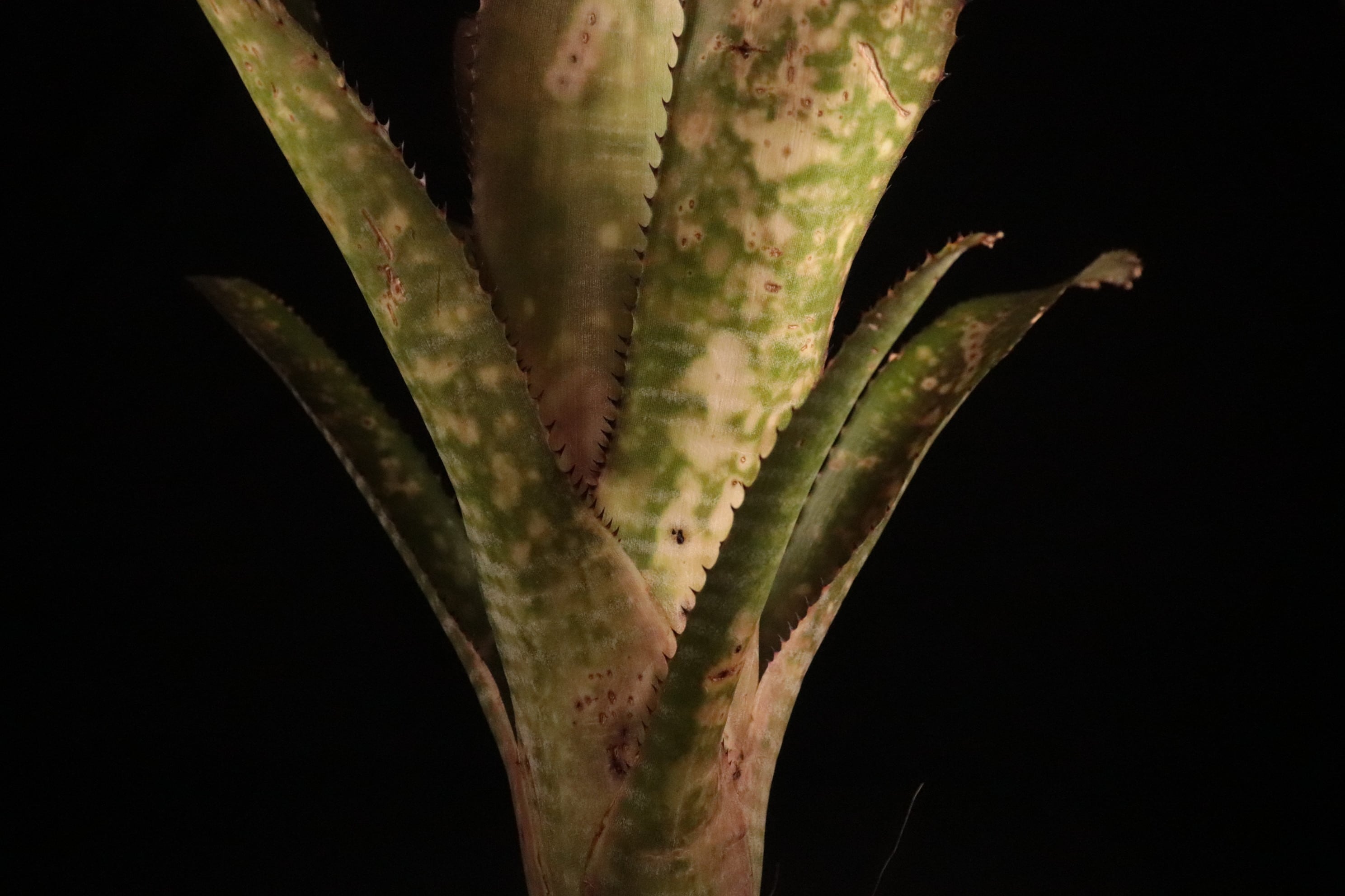 送料無料】Billbergia 'Kolan Offspring'〔ビルベルギア〕現品発送