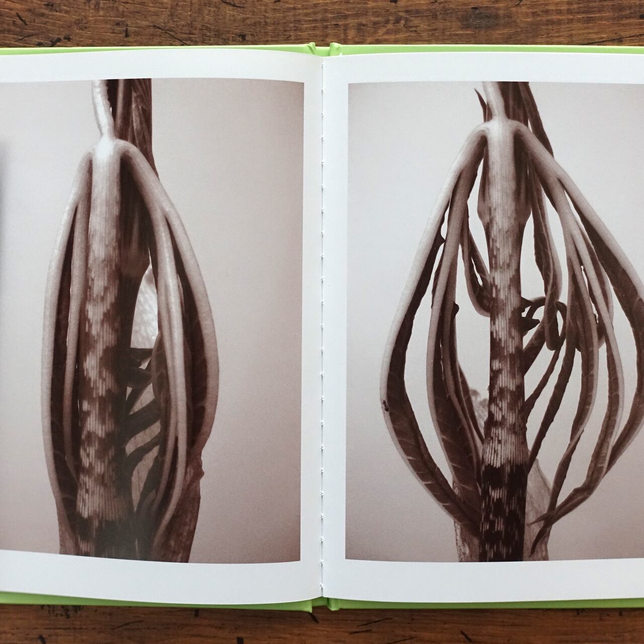 Ron van Dongen : A. angustaum (One Picture Book #37) | タイムカプセル