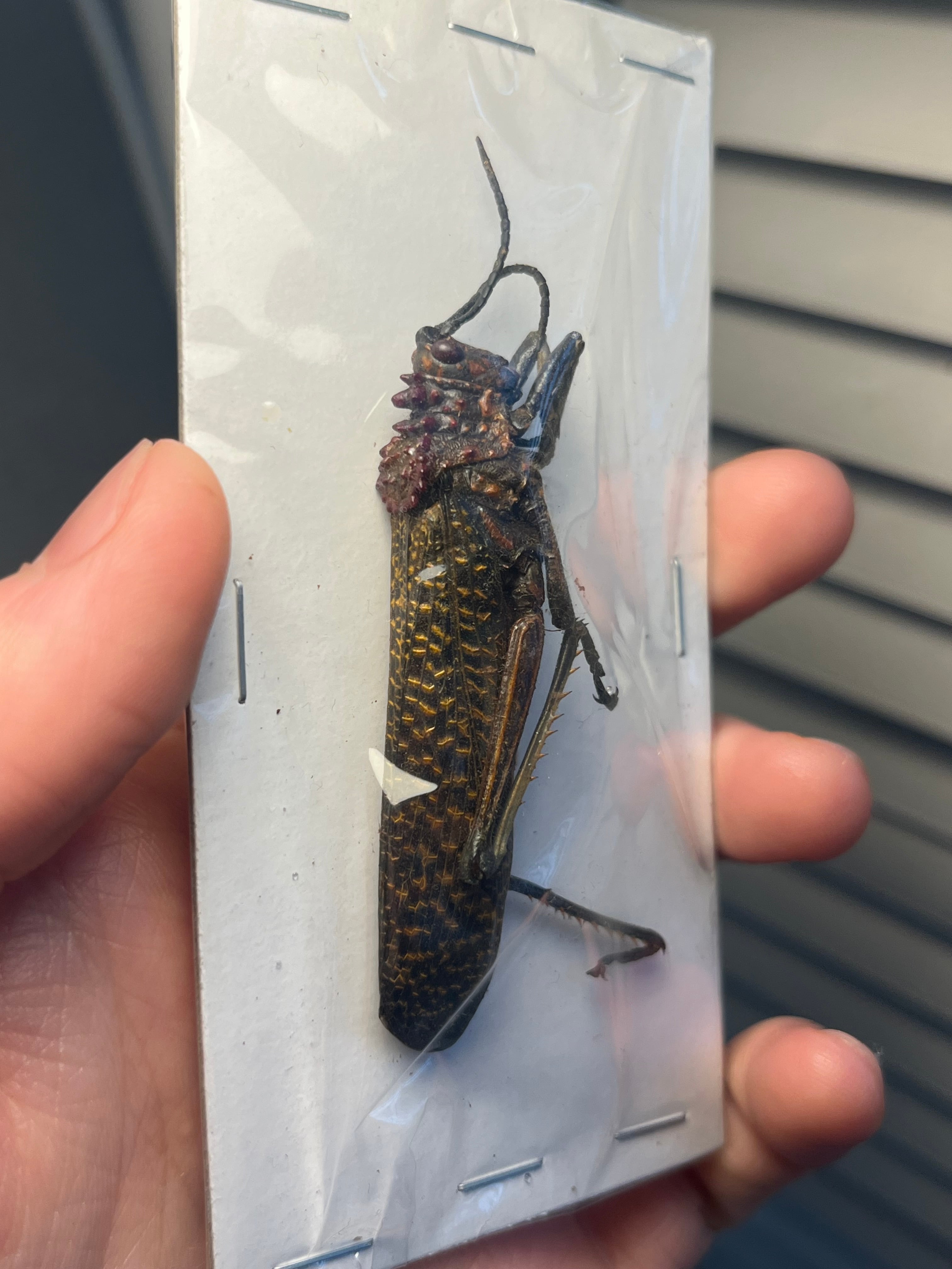 オモニキチュウ