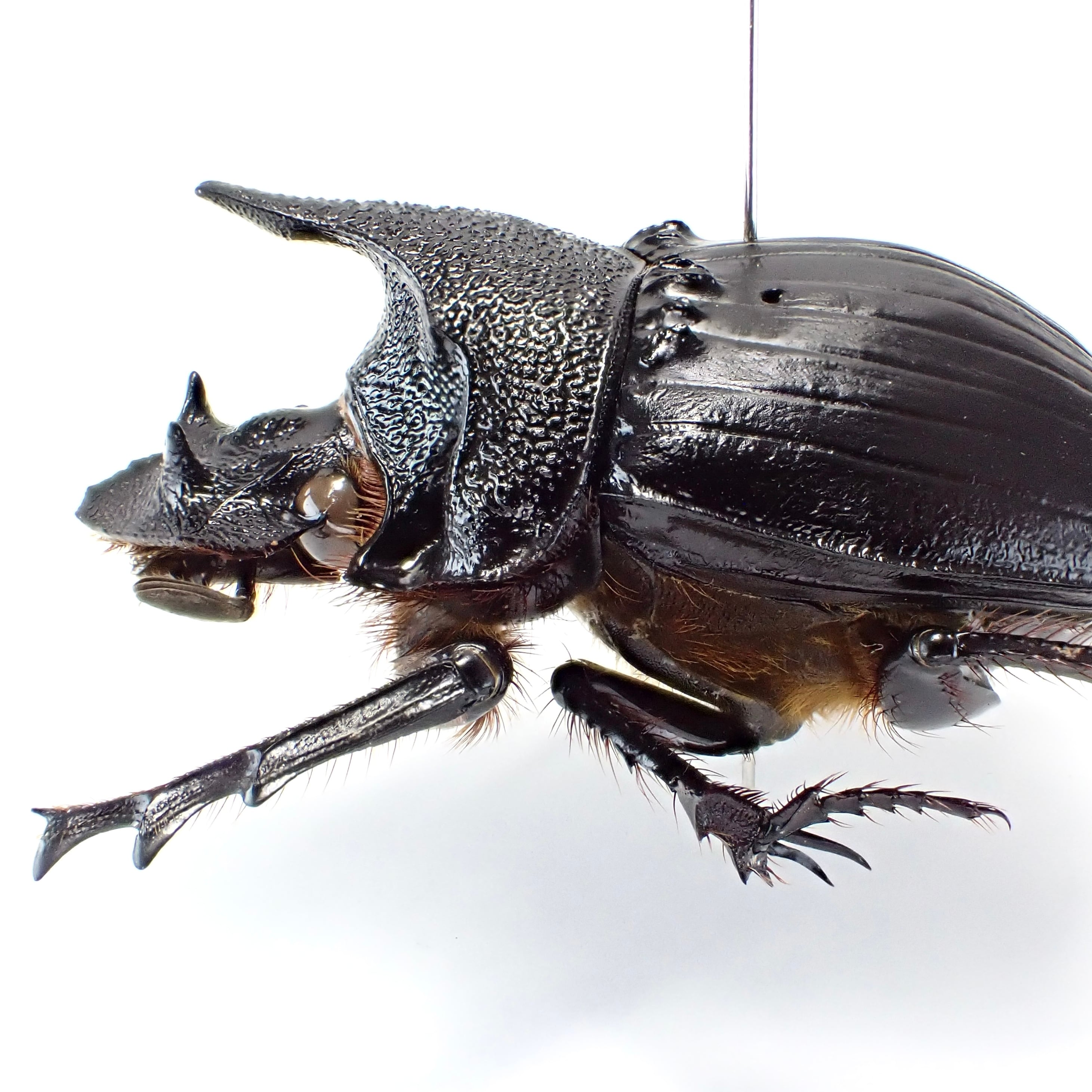 タンザニア産 Heliocopris hamifer ♂ 34mm | 昆虫標本 Diggers & Rollers