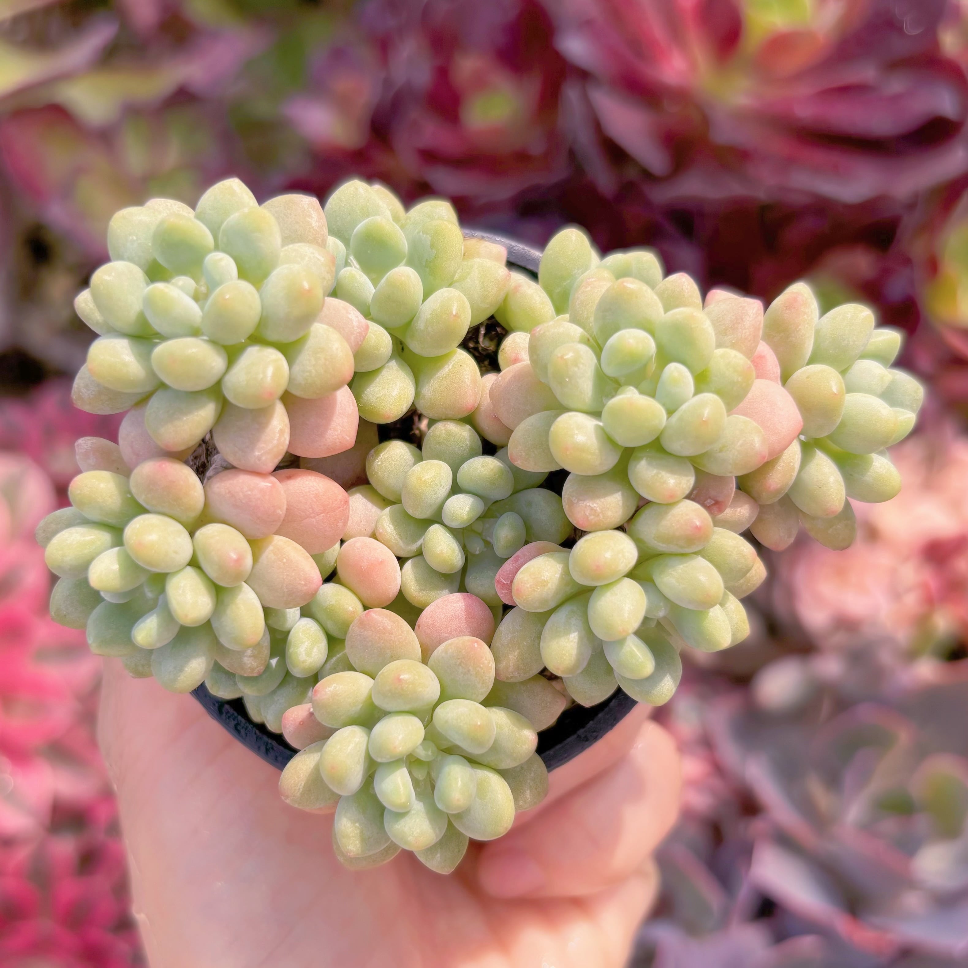 現品　ロココ#C19　群生　るる農園