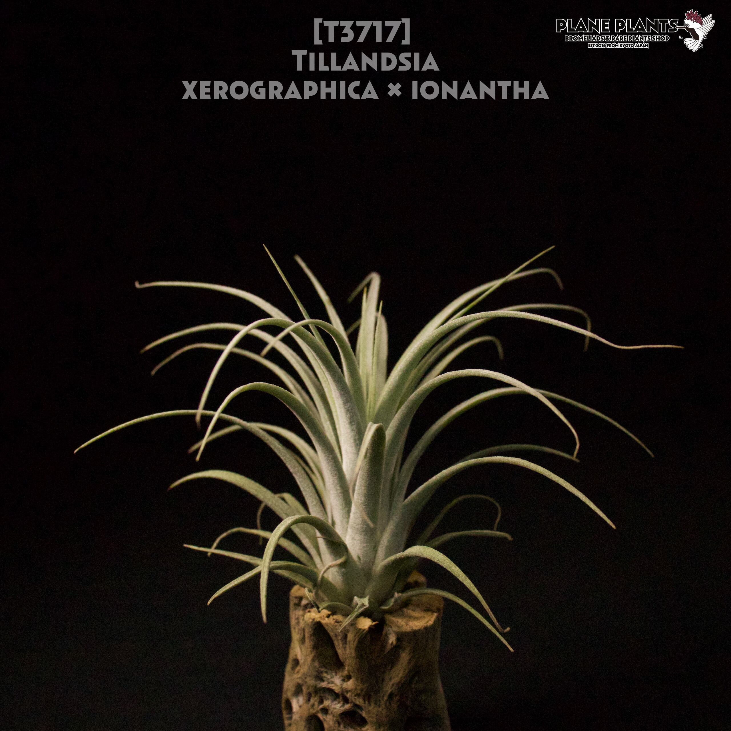 送料無料】xerographica × ionantha 〔エアプランツ〕現品発送 送料無料】xerographica × ionantha 〔エアプランツ〕現品発送