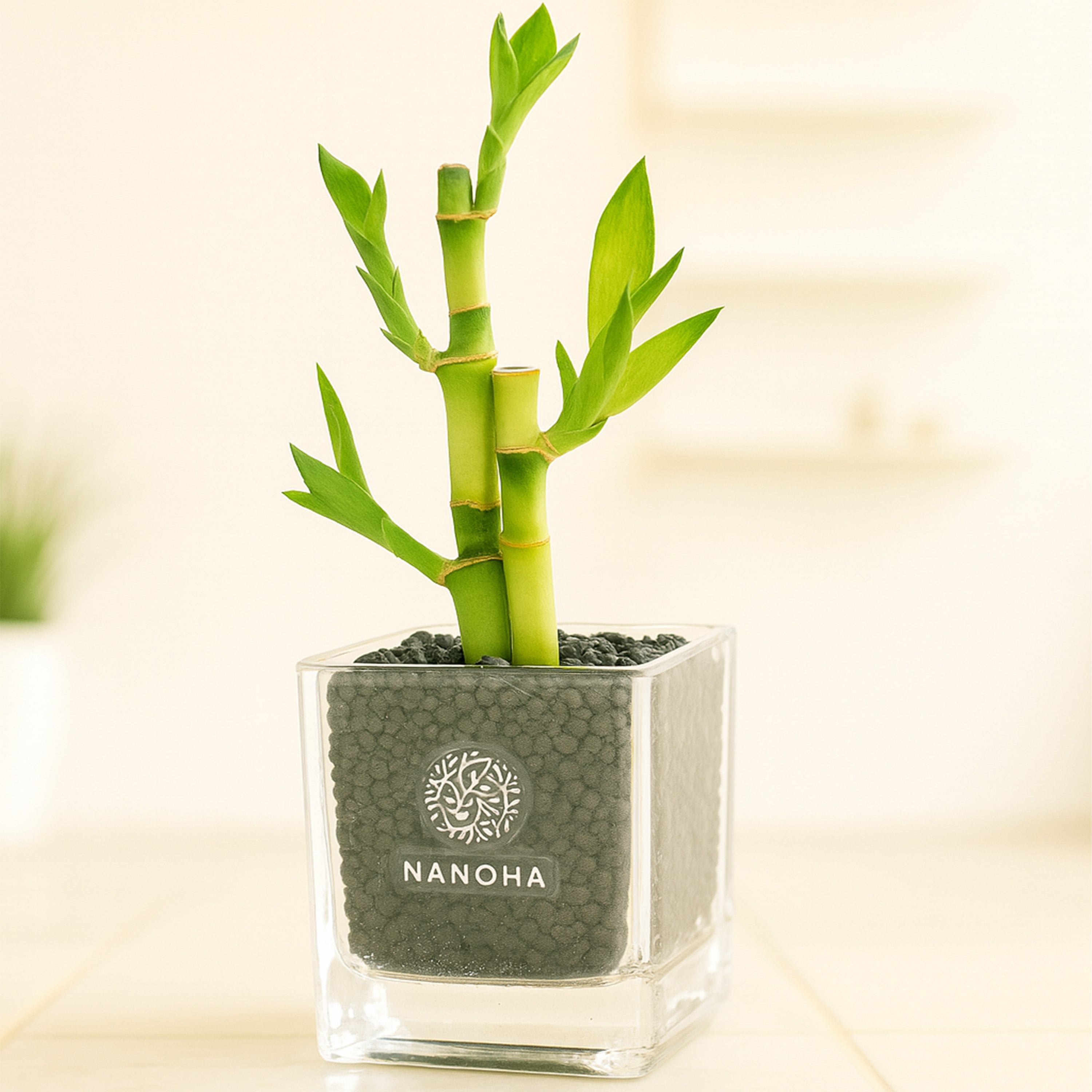 ミリオンバンブー黒砂利（四角容器） | インテリアグリーンショップ