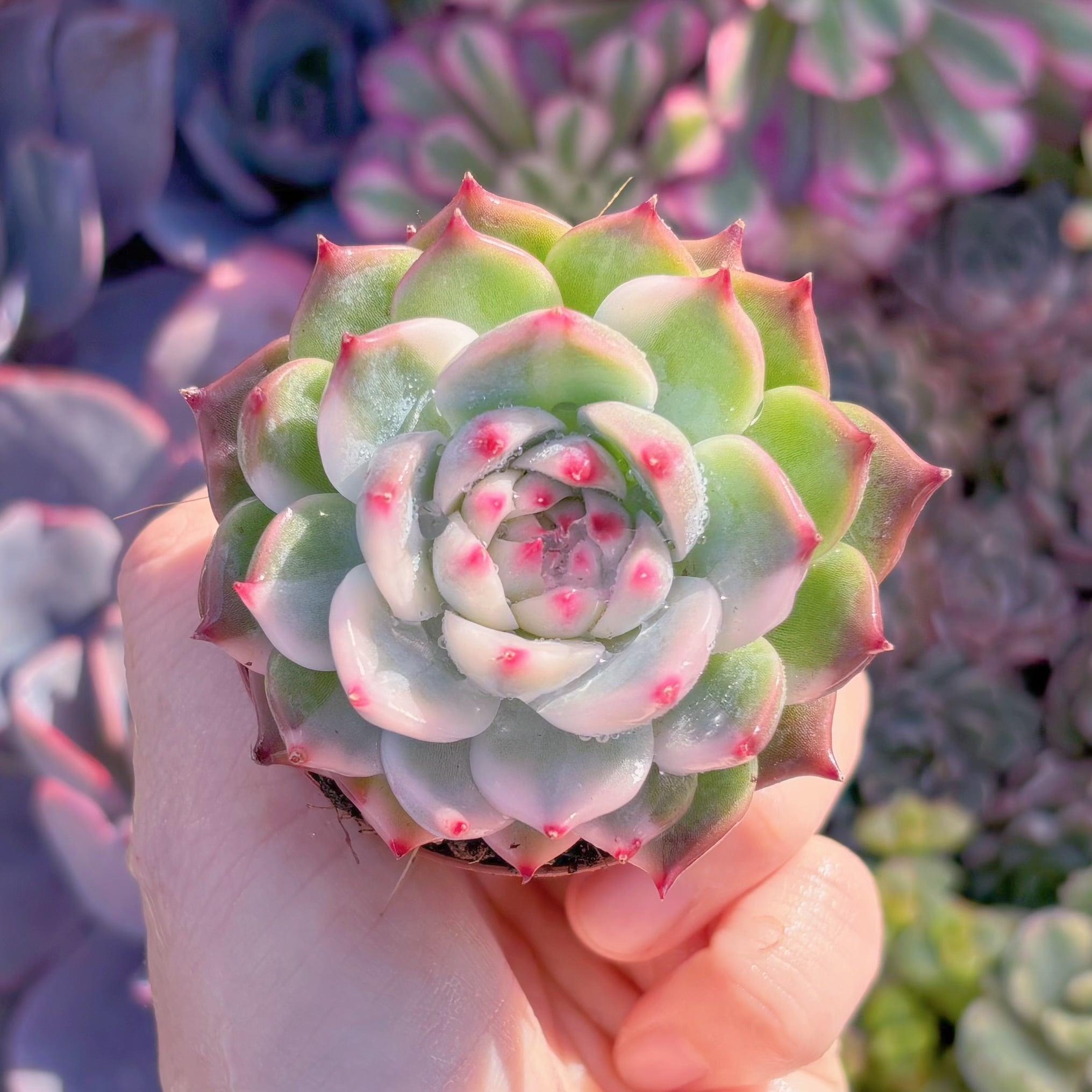 現品　チワワ錦#M112　Sサイズ　るる農園