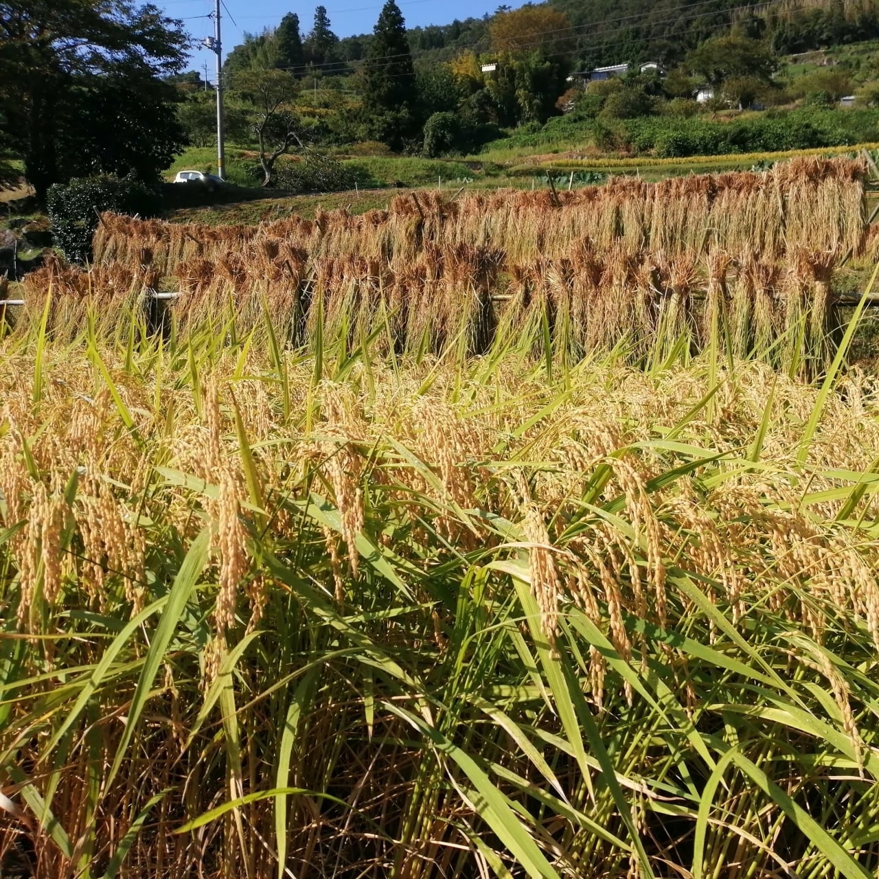つばくろ★棚田米5キロ✖️2•平地米5キロ✖️2 つばくろ様専用☆棚田米5キロ✖️2•平地米5キロ✖️2