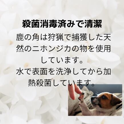 鹿の角Sサイズ　10㎝　2本入り　犬のおもちゃ　犬のデンタルケア　ガジガジ　鹿角の歯磨きガム