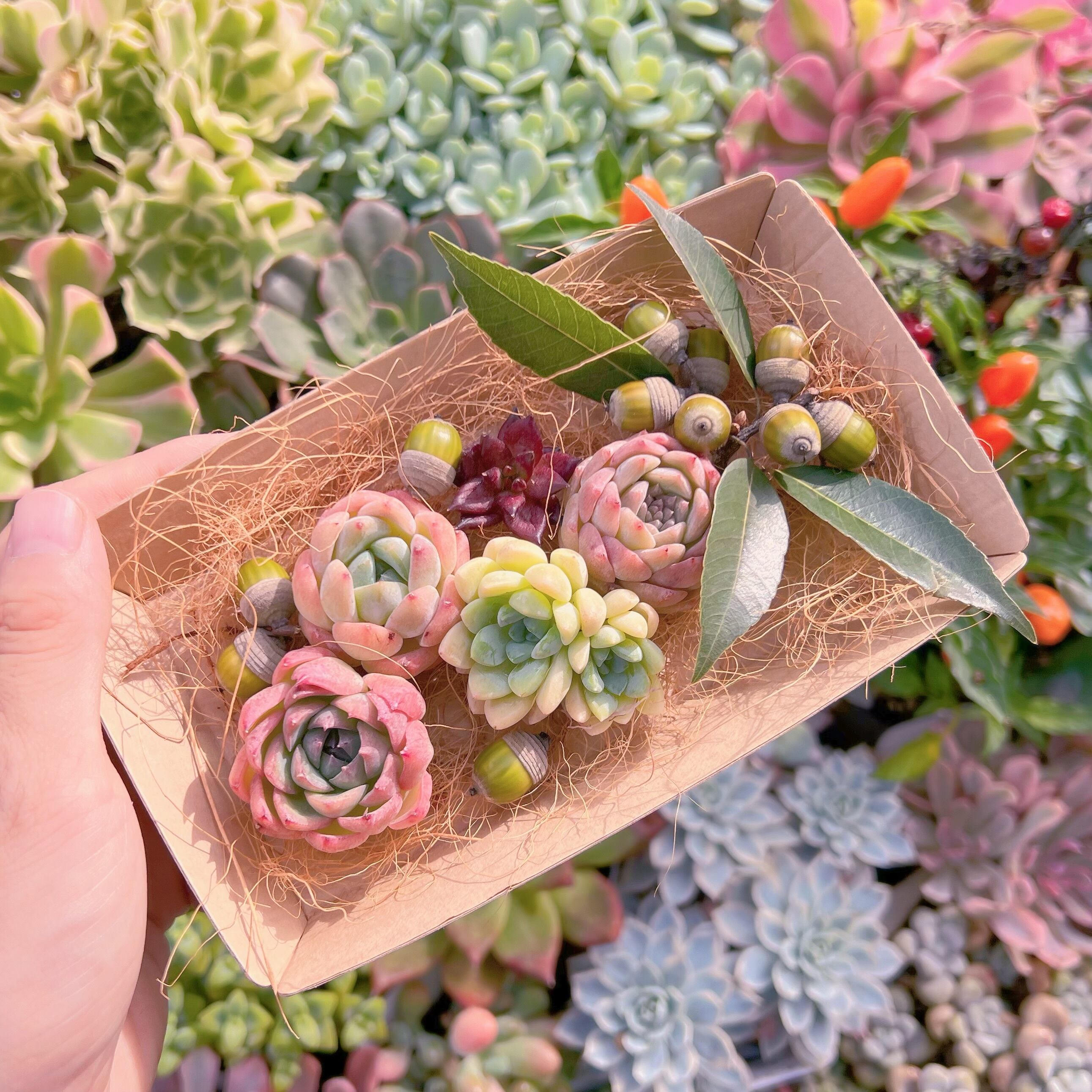 現物　多肉お弁当#600   るる農園