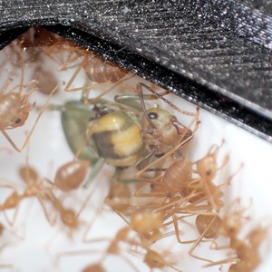 （アジア産）ツムギアリ｜女王｜コロニー｜Oecophylla smaragdina