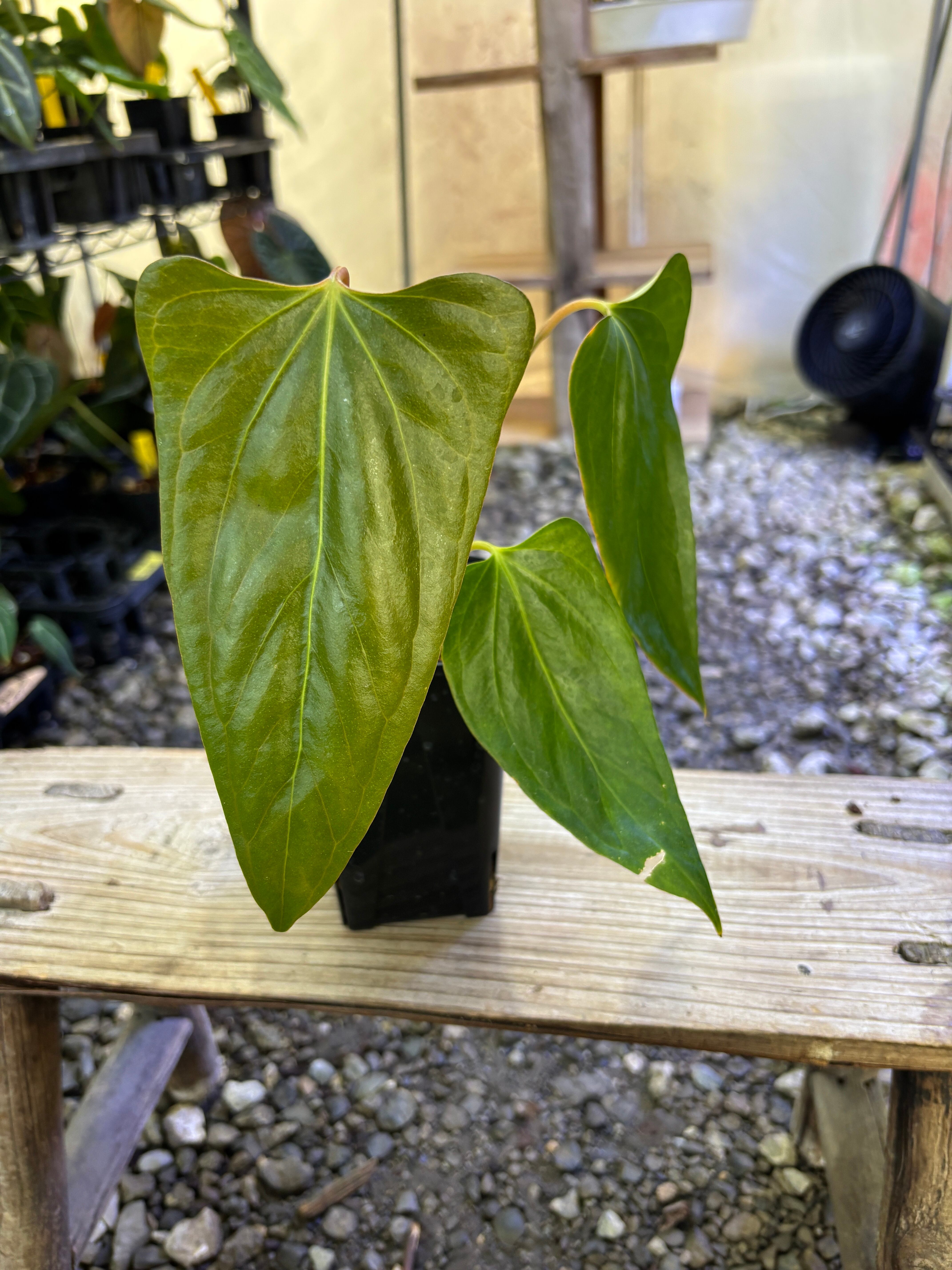 Anthurium | BA PLants