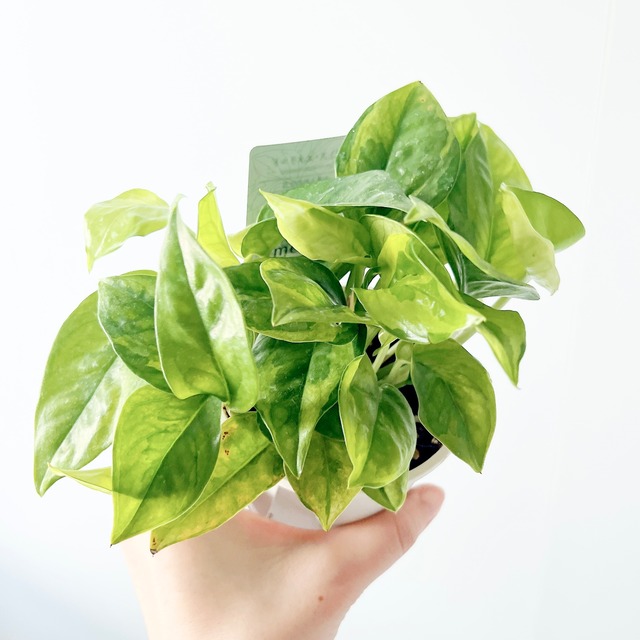 《人気》アグラオネマ ビューティー Sサイズ 観葉植物 calm cafe