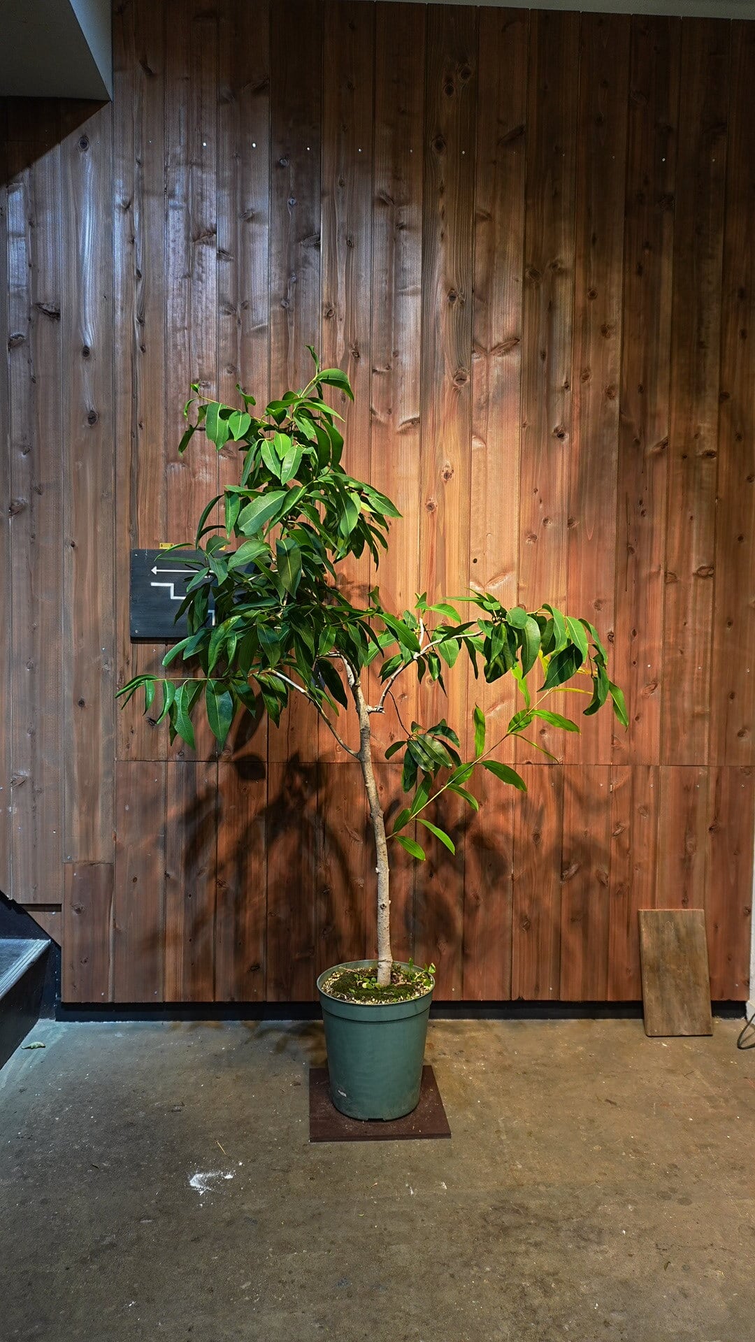アマゾンオリーブ | LUFF Flower&Plants WORKS online