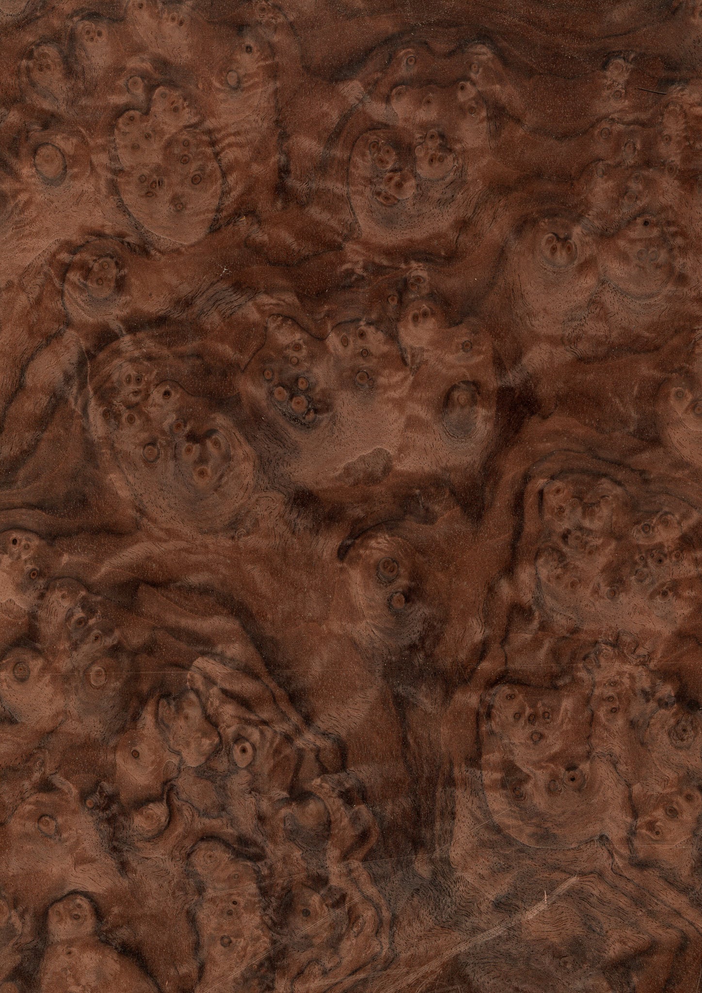 天然木ツキ板シート クラロウォールナット 濃色系 | poke