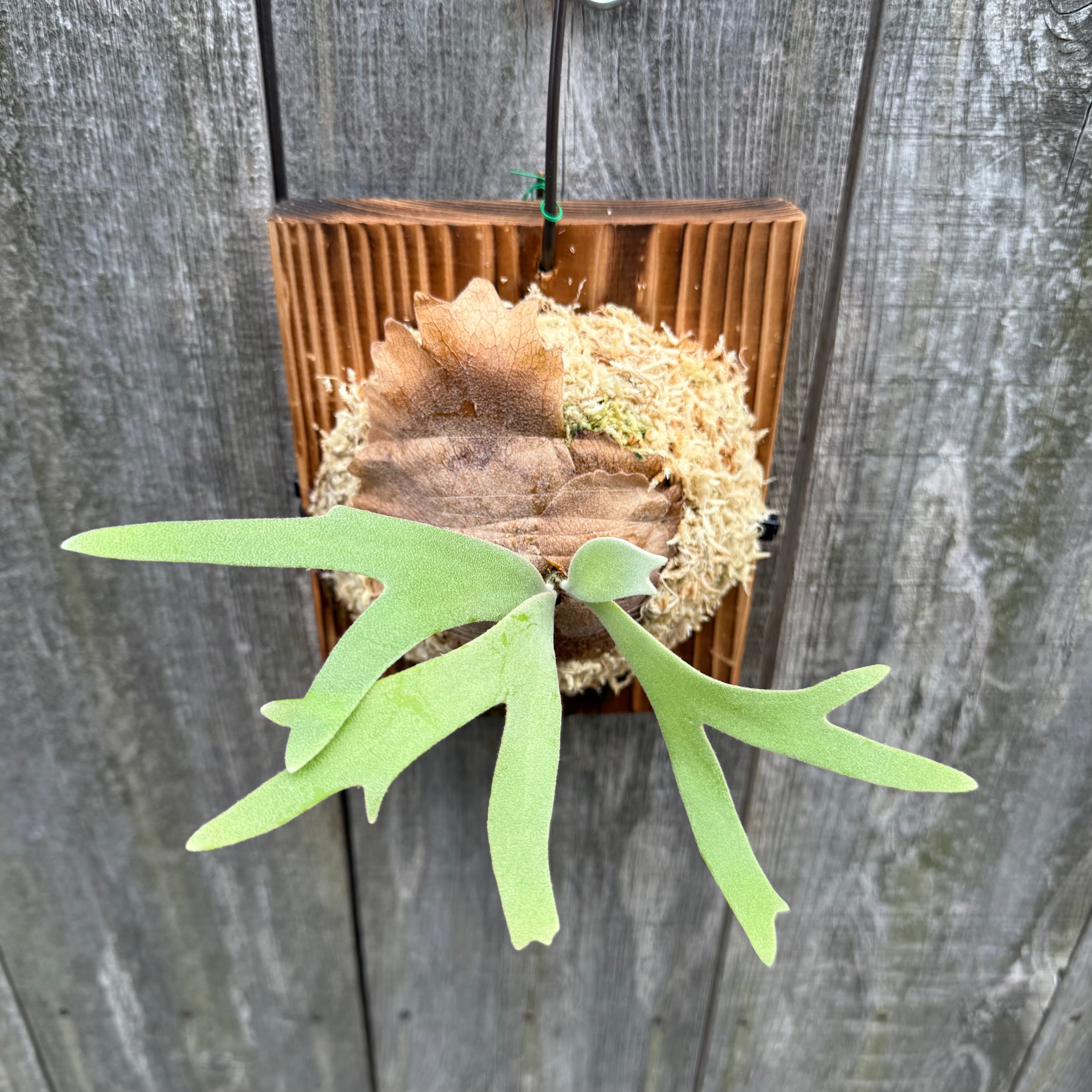 P. willinckii cv. Sombrero (pup) | naturefix