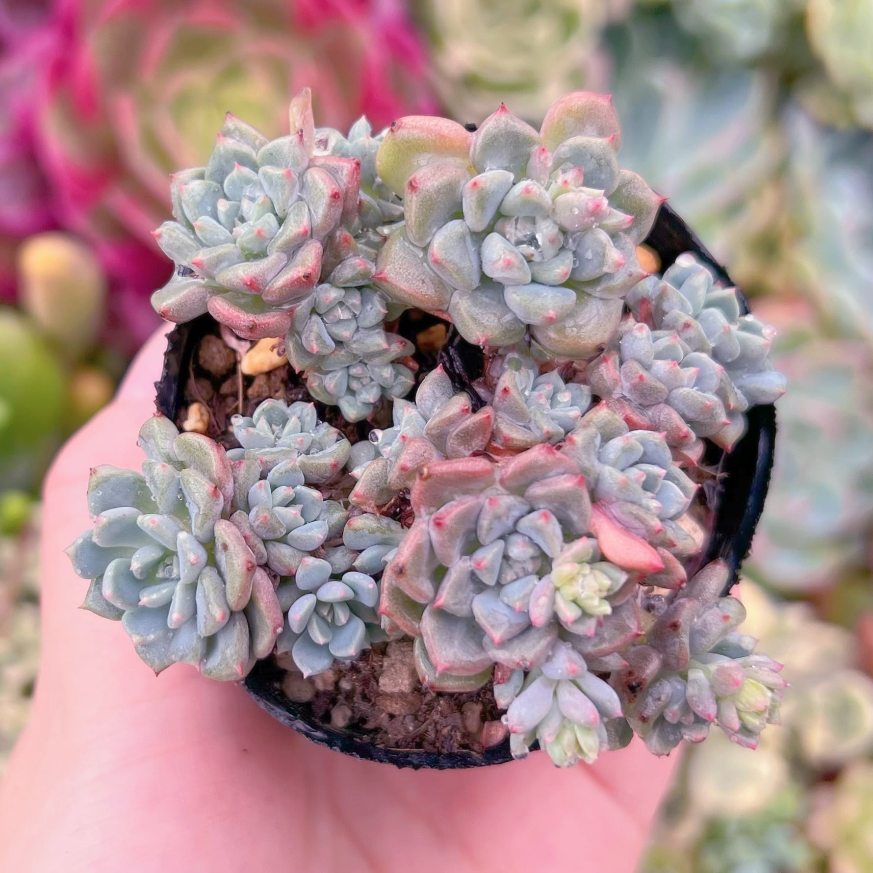 現品　スノーピーチ#F240　るる農園