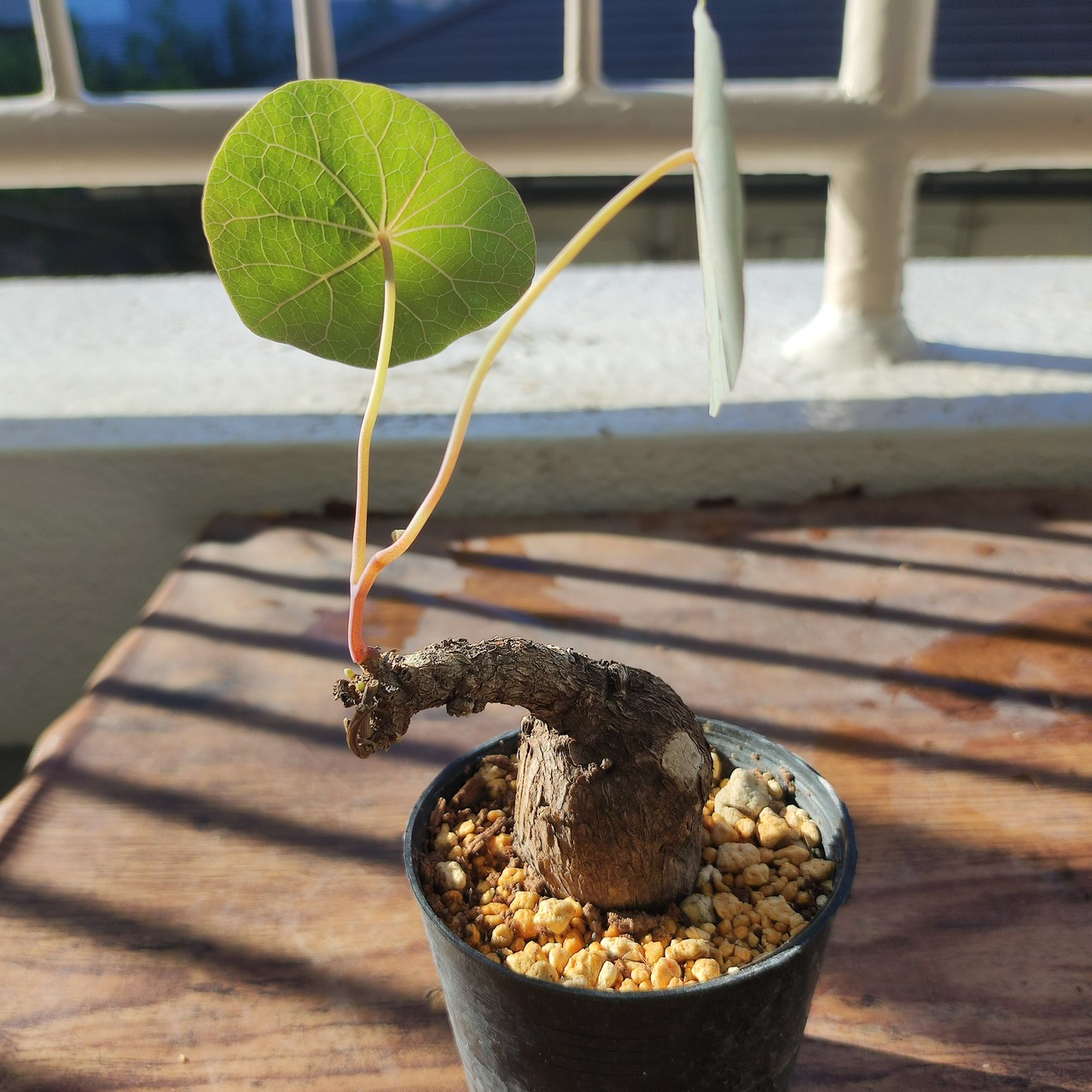 Stephania kaweesakii / ステファニア・カウィーサキ②