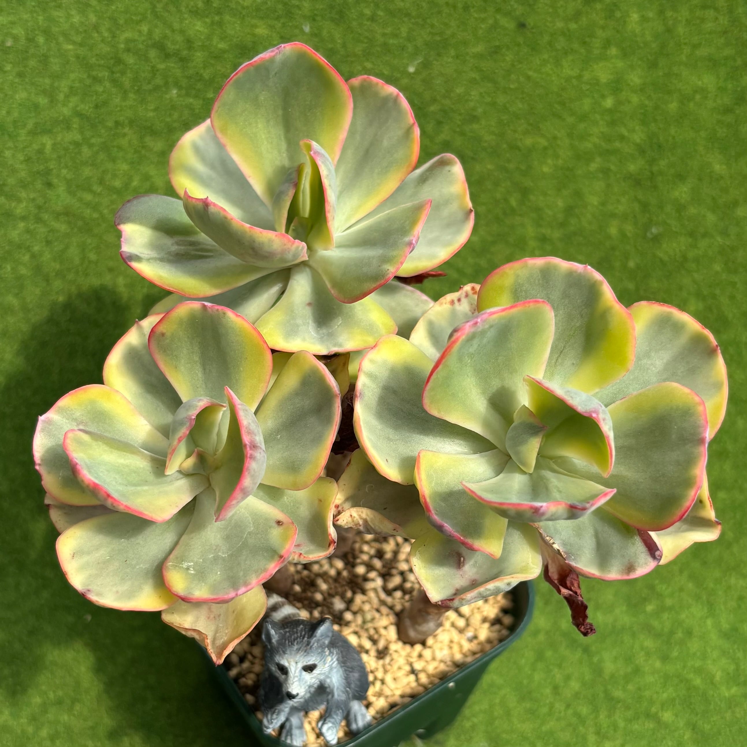 多肉植物 豆彦商店