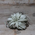 【送料無料】キセログラフィカ M〔エアプランツ〕現品発送T1558