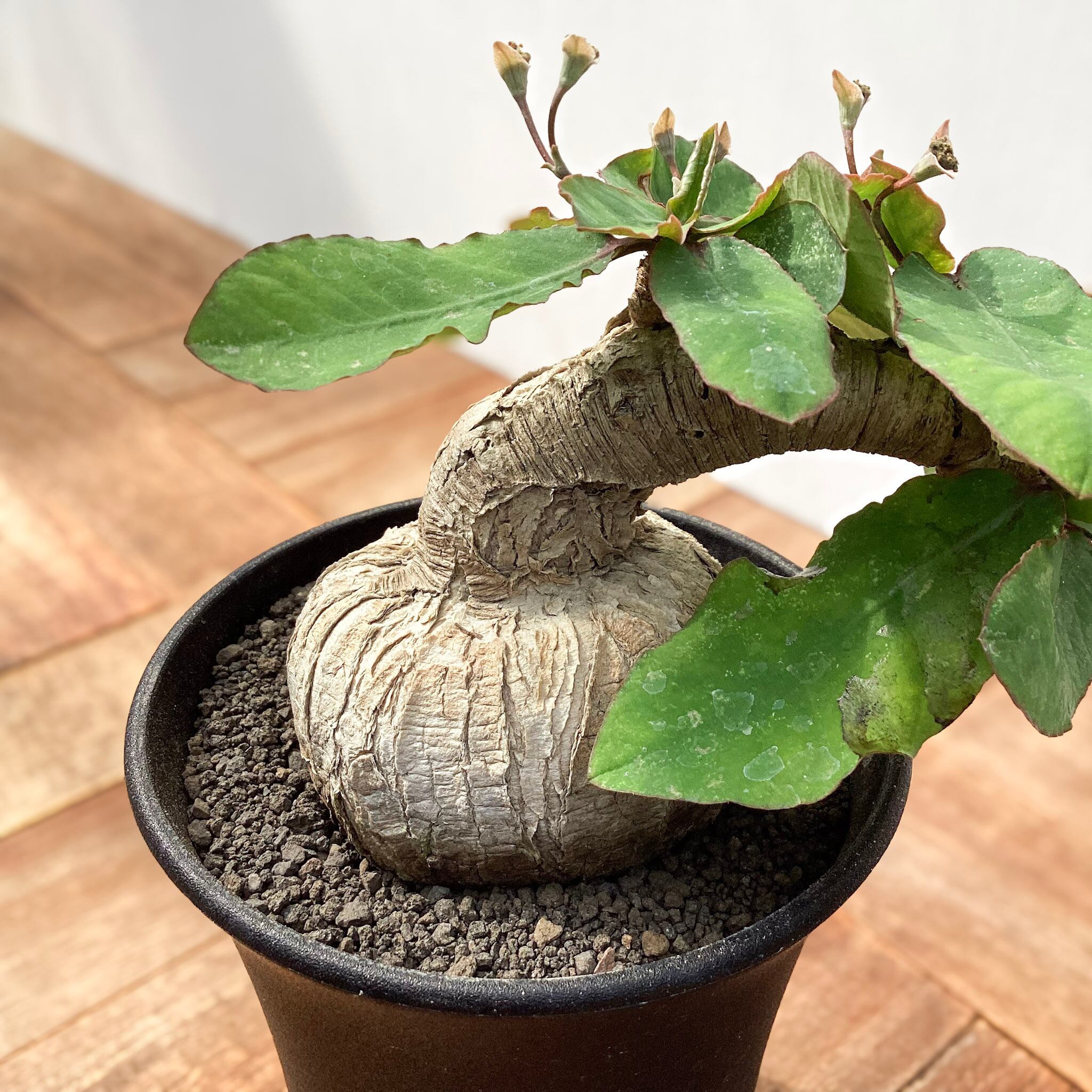 ユーフォルビア ラノヒラ ラノイラ 良型 現地球 発根済み Euphorbia sp.ranohira【ユーフォルビア・ラノヒラ】 | RIMO'S GREEN