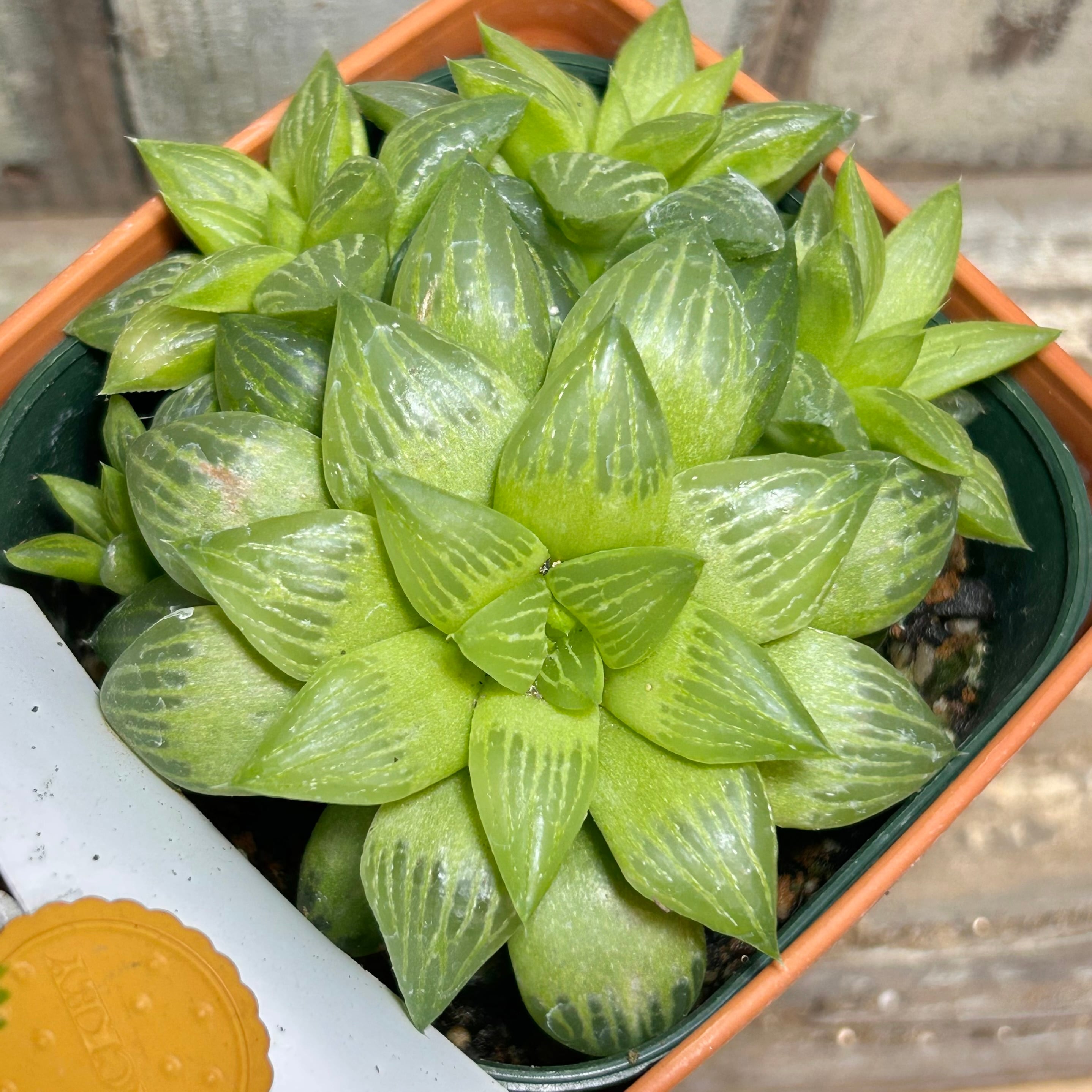 ハオルチア | RuPo 多肉植物専門店