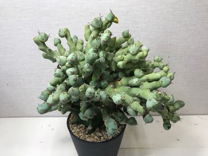 ユーフォルビア クリビコラ