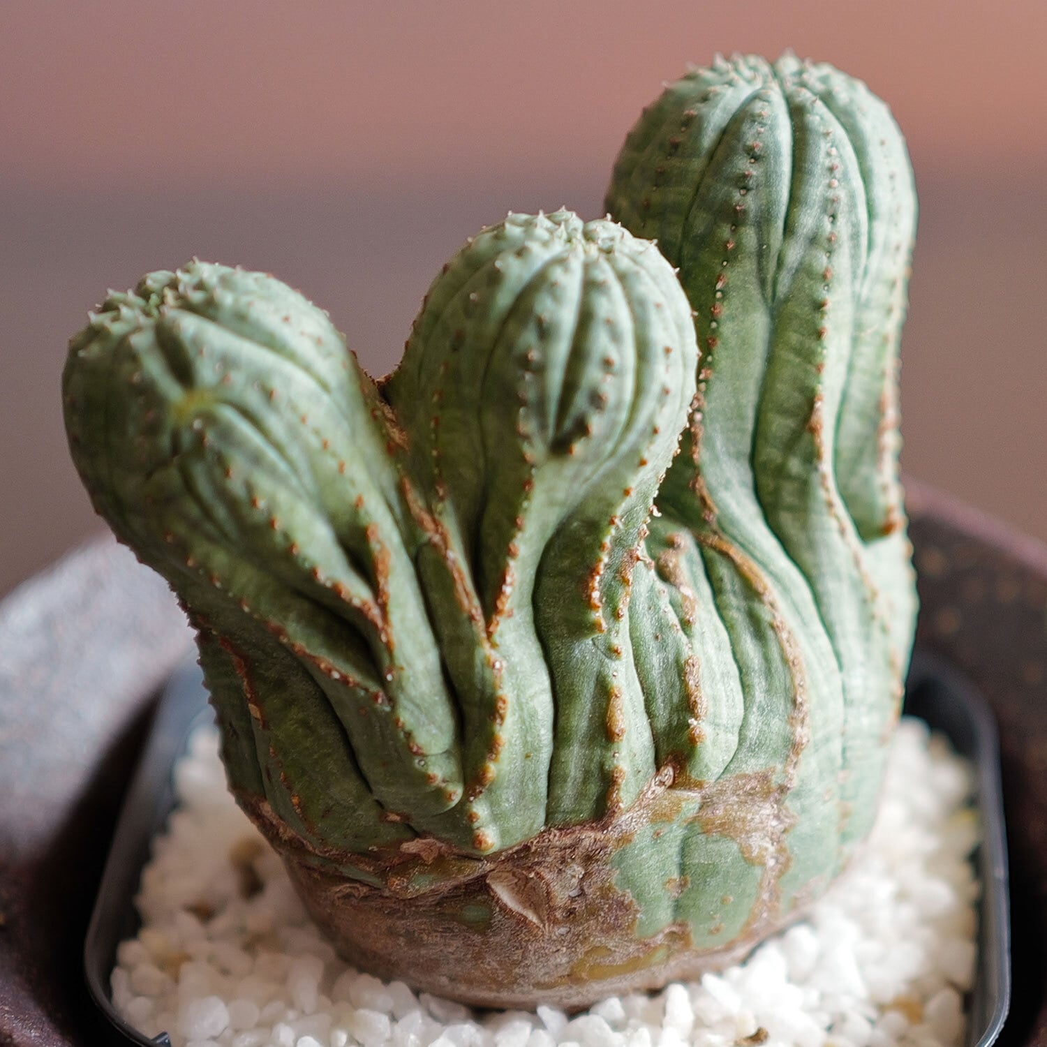 激レア 3頭 希少 ユーフォルビア オベサ Euphorbia obesa 選抜 激レア 3頭 希少 ユーフォルビア オベサ Euphorbia obesa 選抜