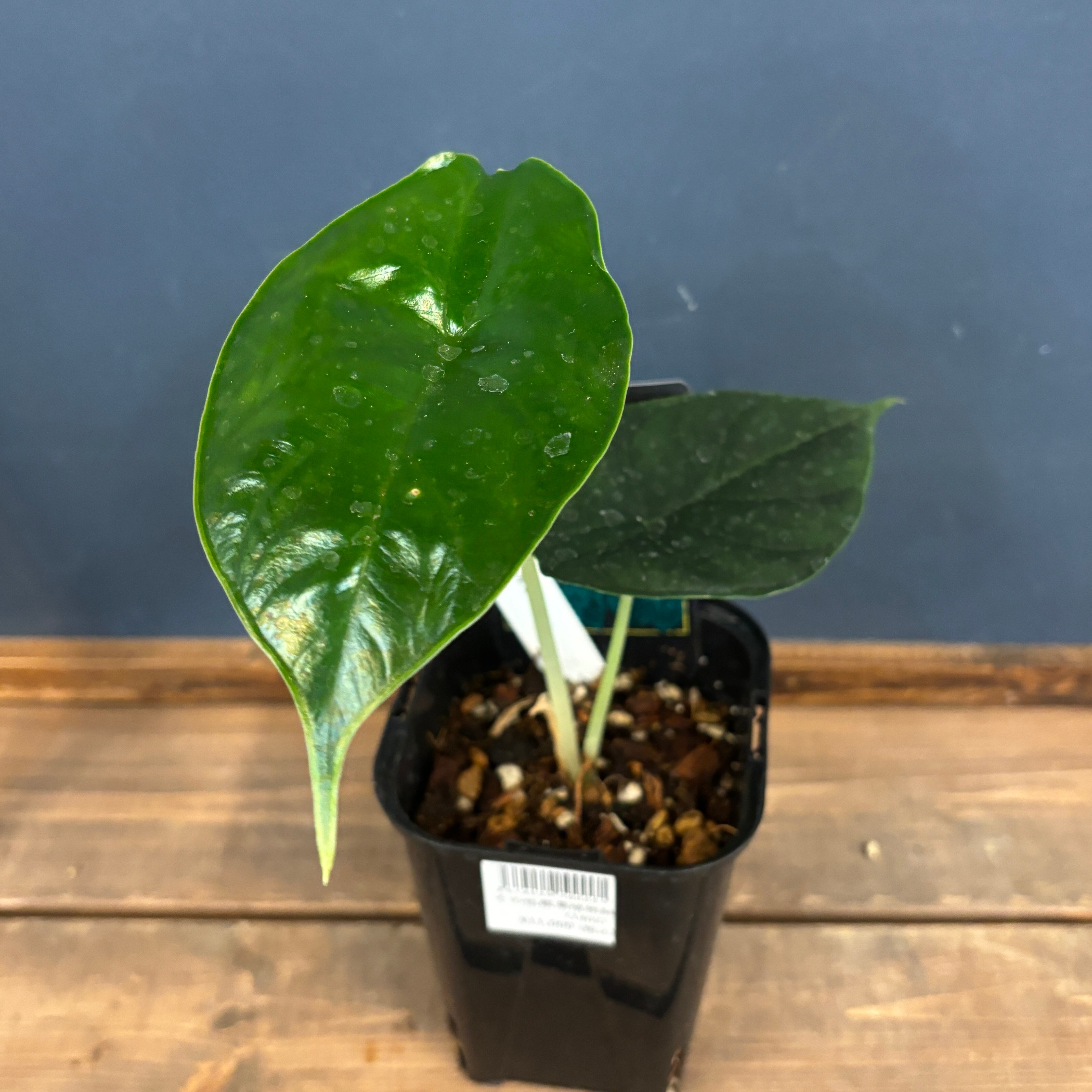 クリアランス】アロカシア グリーンユニコーン【839】 | PROTOLEAF