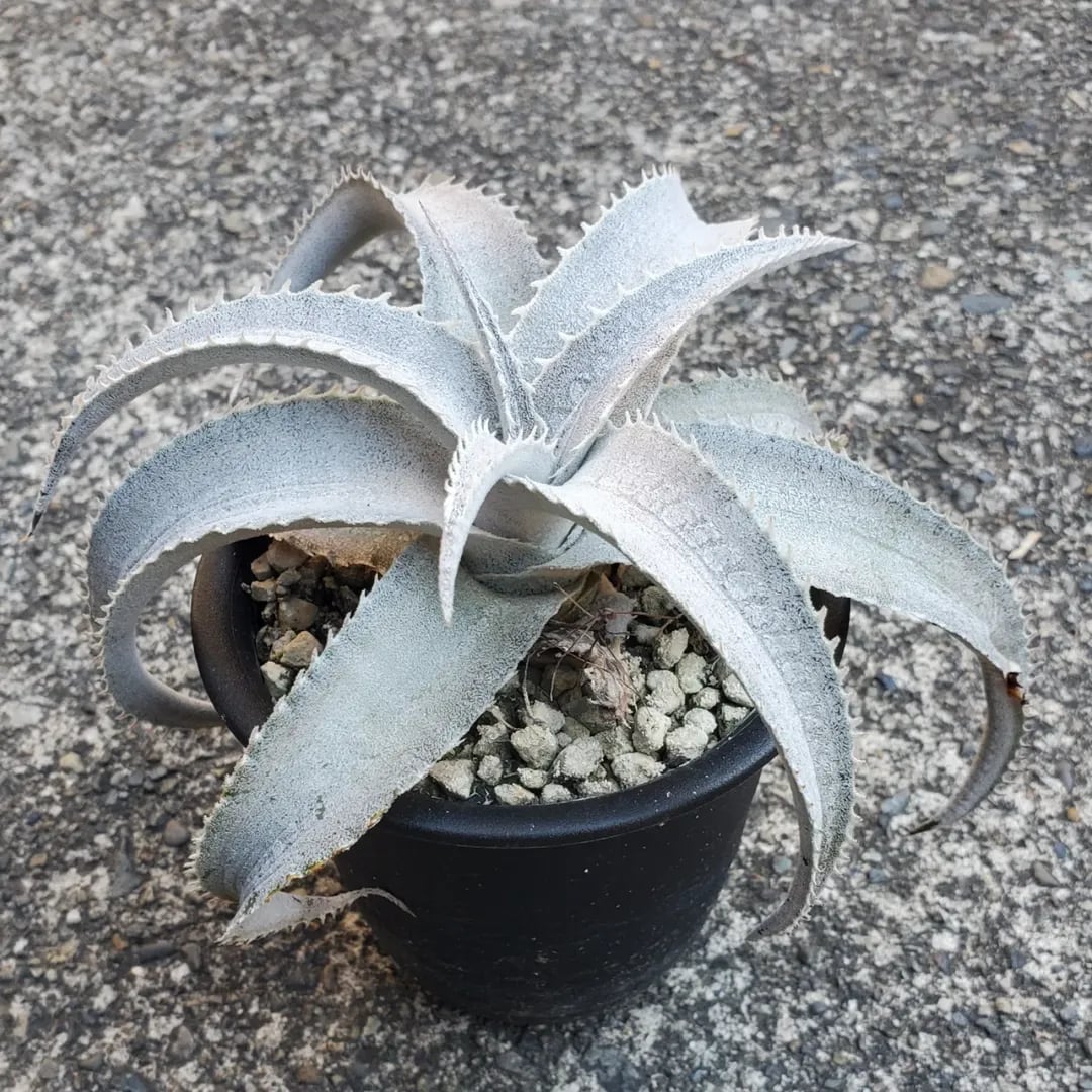 F00484_Dyckia marnier-lapostollei Seedling (NNN-X003a)：ディッキア