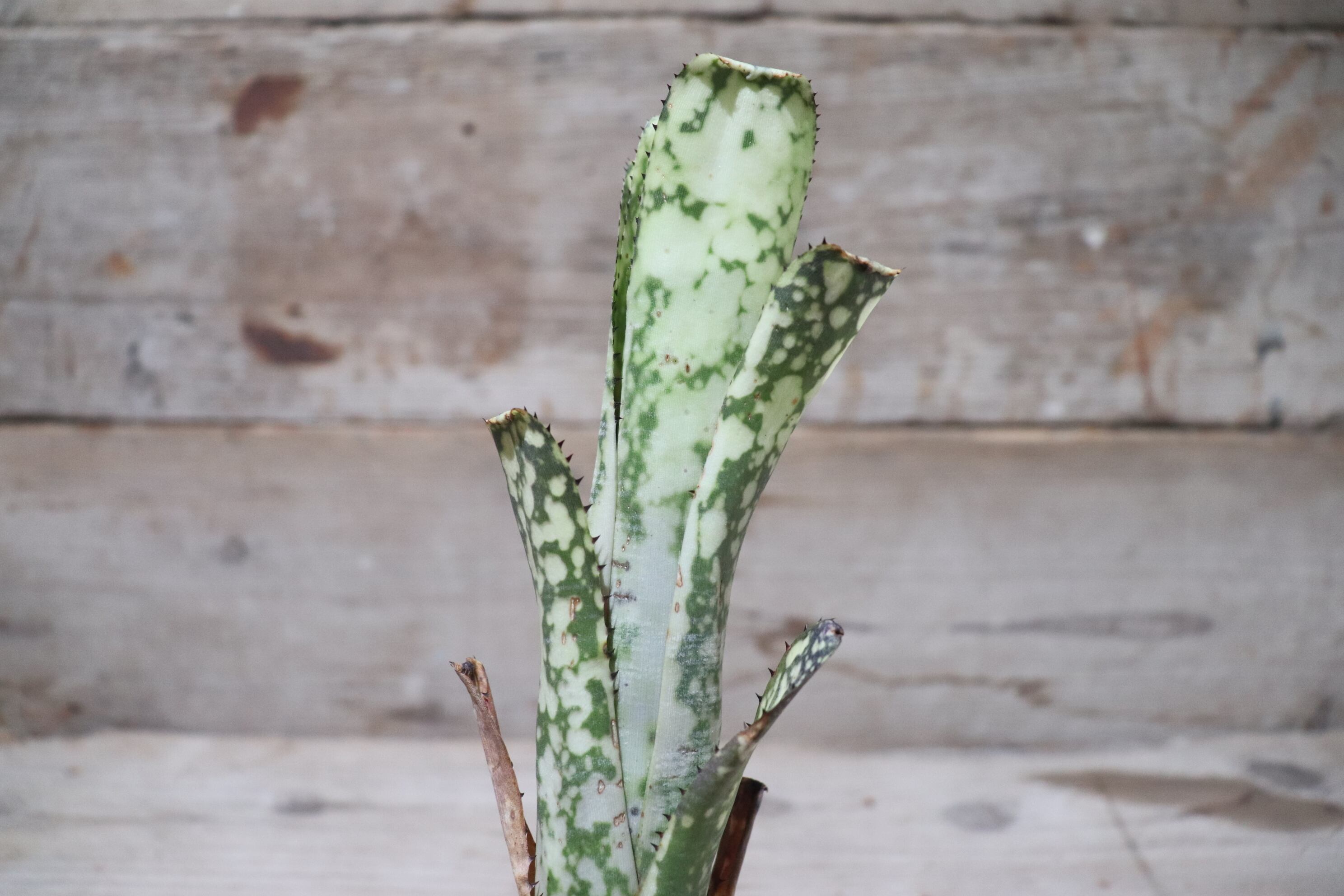 送料無料】 Billbergia 'Limestone' 〔ビルベルギア〕現品発送B0018