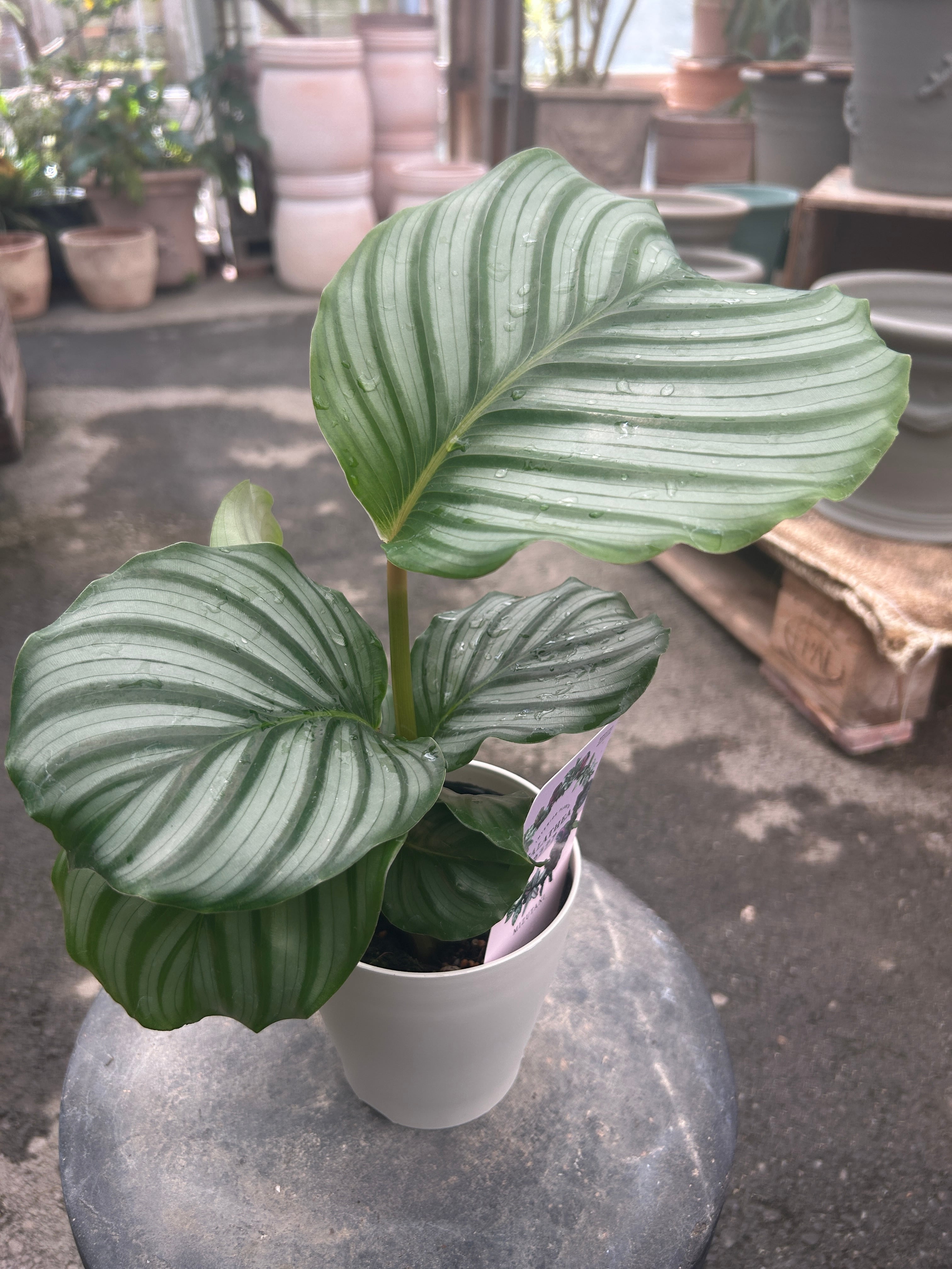観葉植物 | オニ通