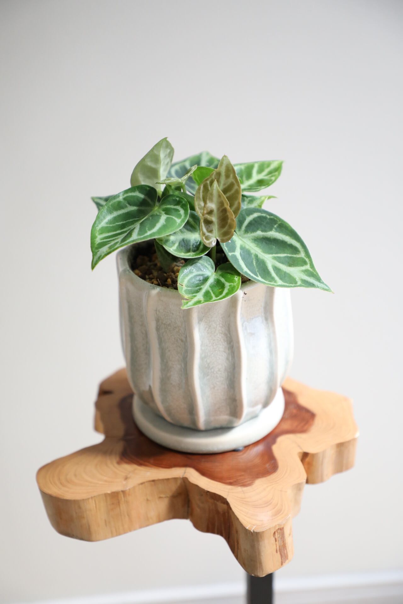 S】アロカシア ジャックリン/Alocasia jacklyn ※陶器鉢付き