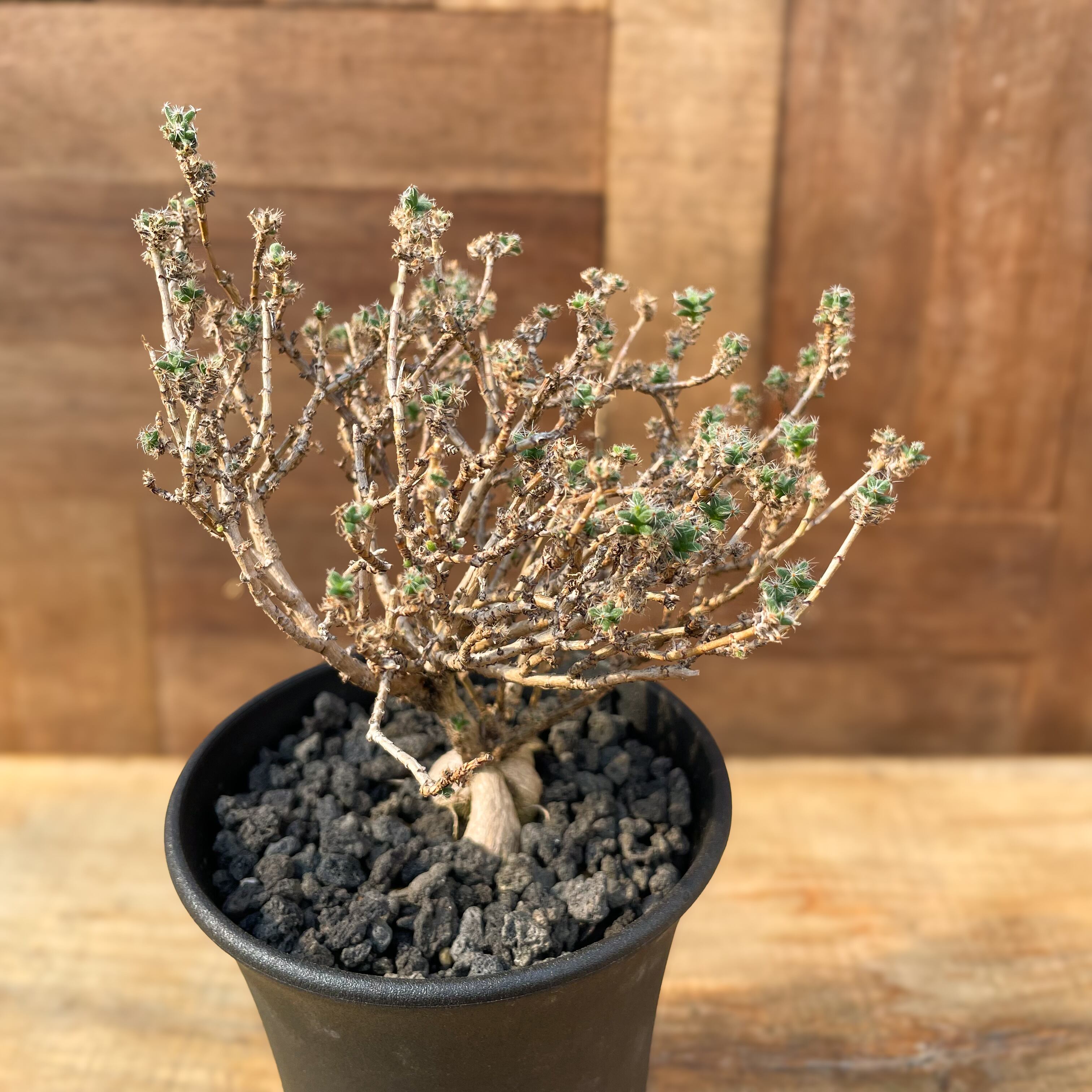 Trichodiadema bulbosum【トリコディアデマ・姫紅小松】 | RIMO'S