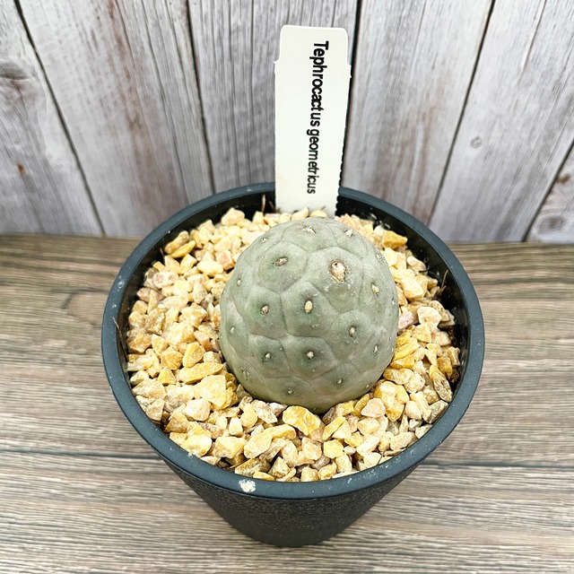 【送料込】ゲオメトリクス [テフロカクタス]  3.5寸　多肉,多肉植物