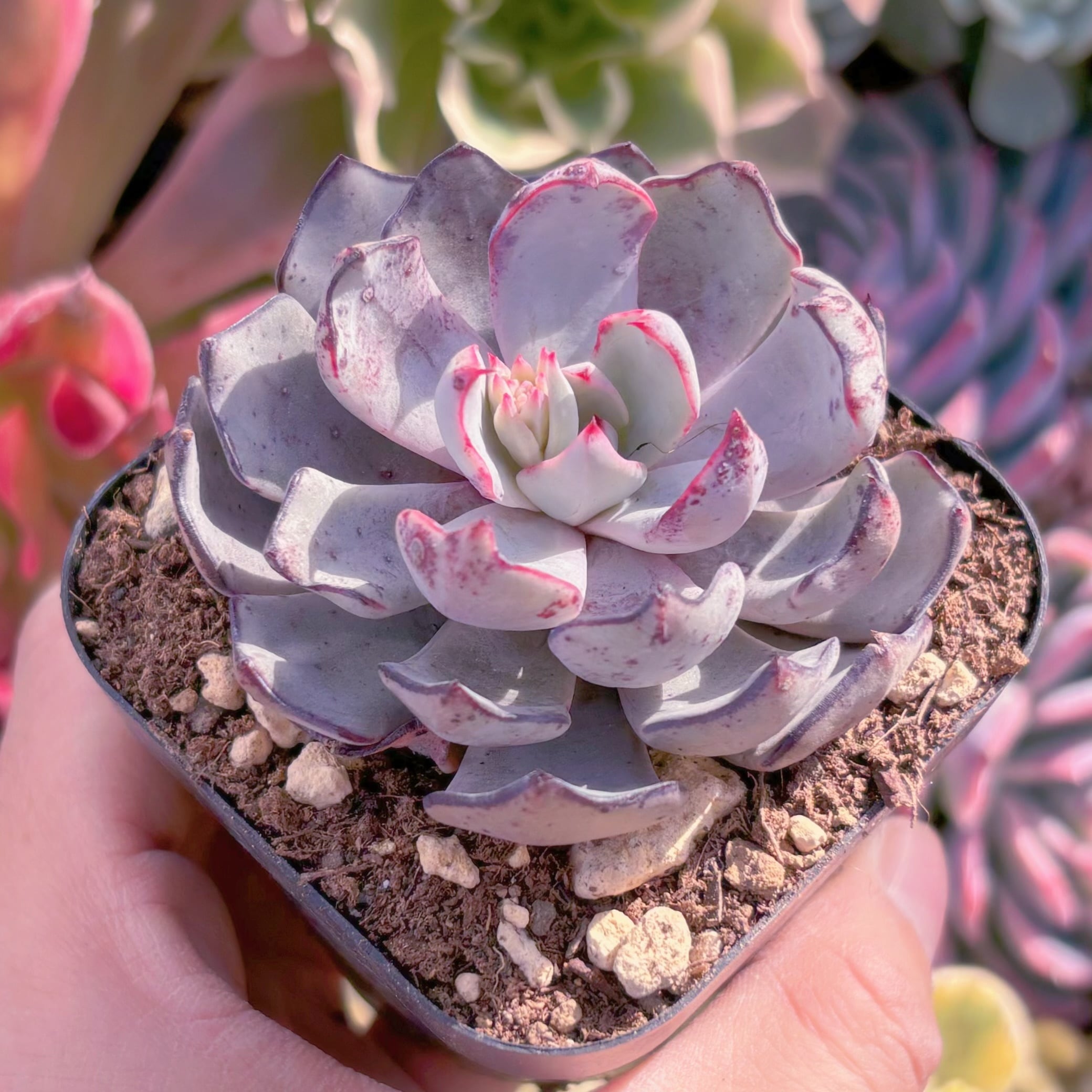 現品　ストリクチフローラ#1166　るる農園