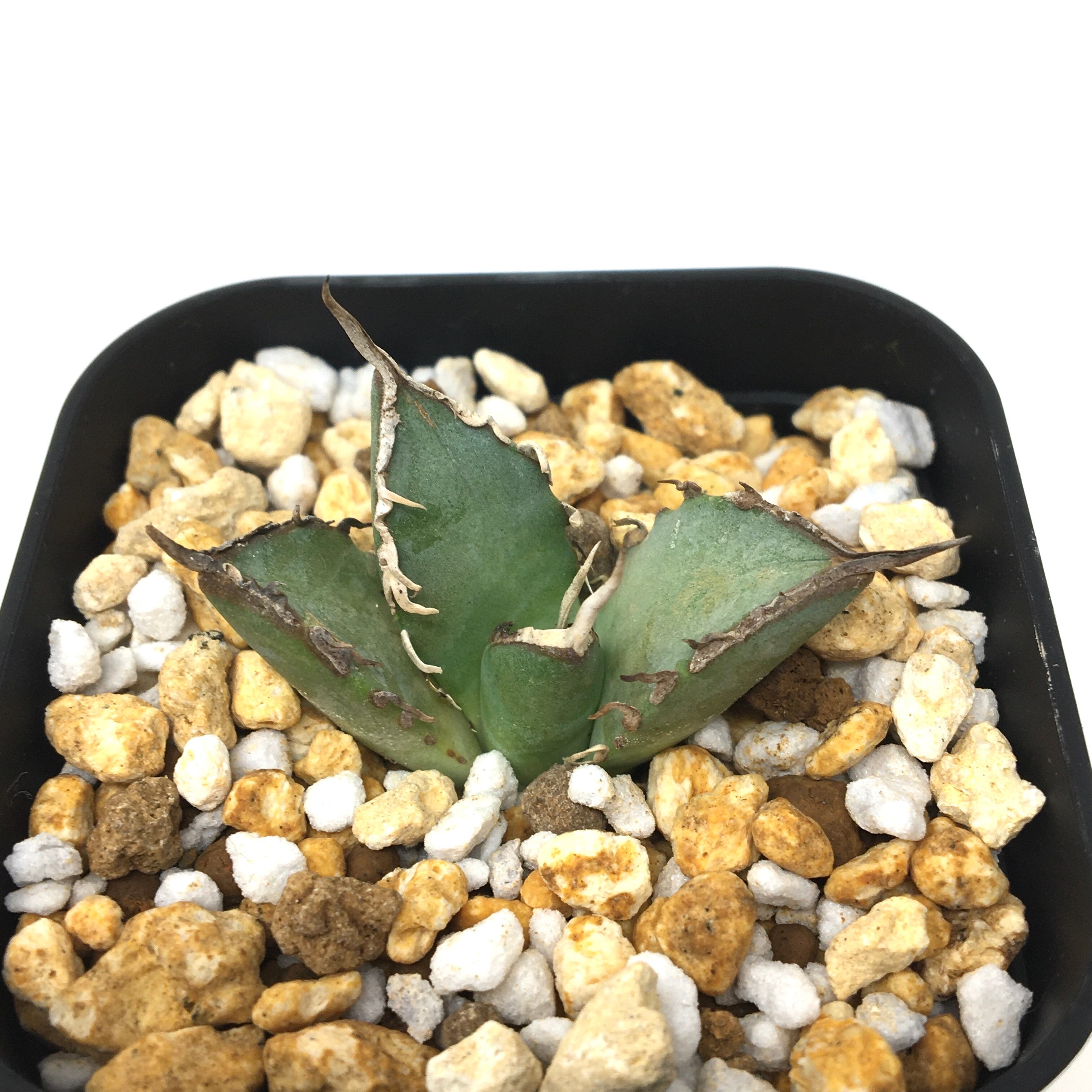 アガベ チタノタ 黒鯨錦 アガベ チタノタ 黒鯨 Agave titanota black