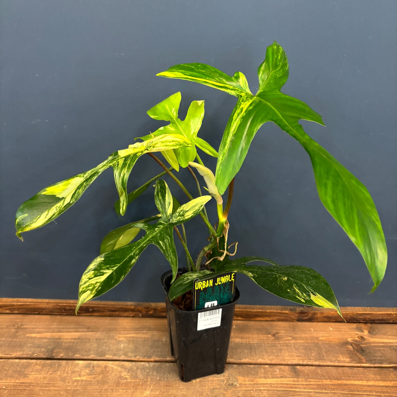 フィロデンドロン フロリダビューティー【807】