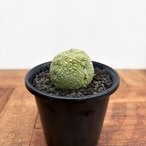 Pseudolithos migiurtinus 【プセウドリトス・ミギウルティヌス・実生】