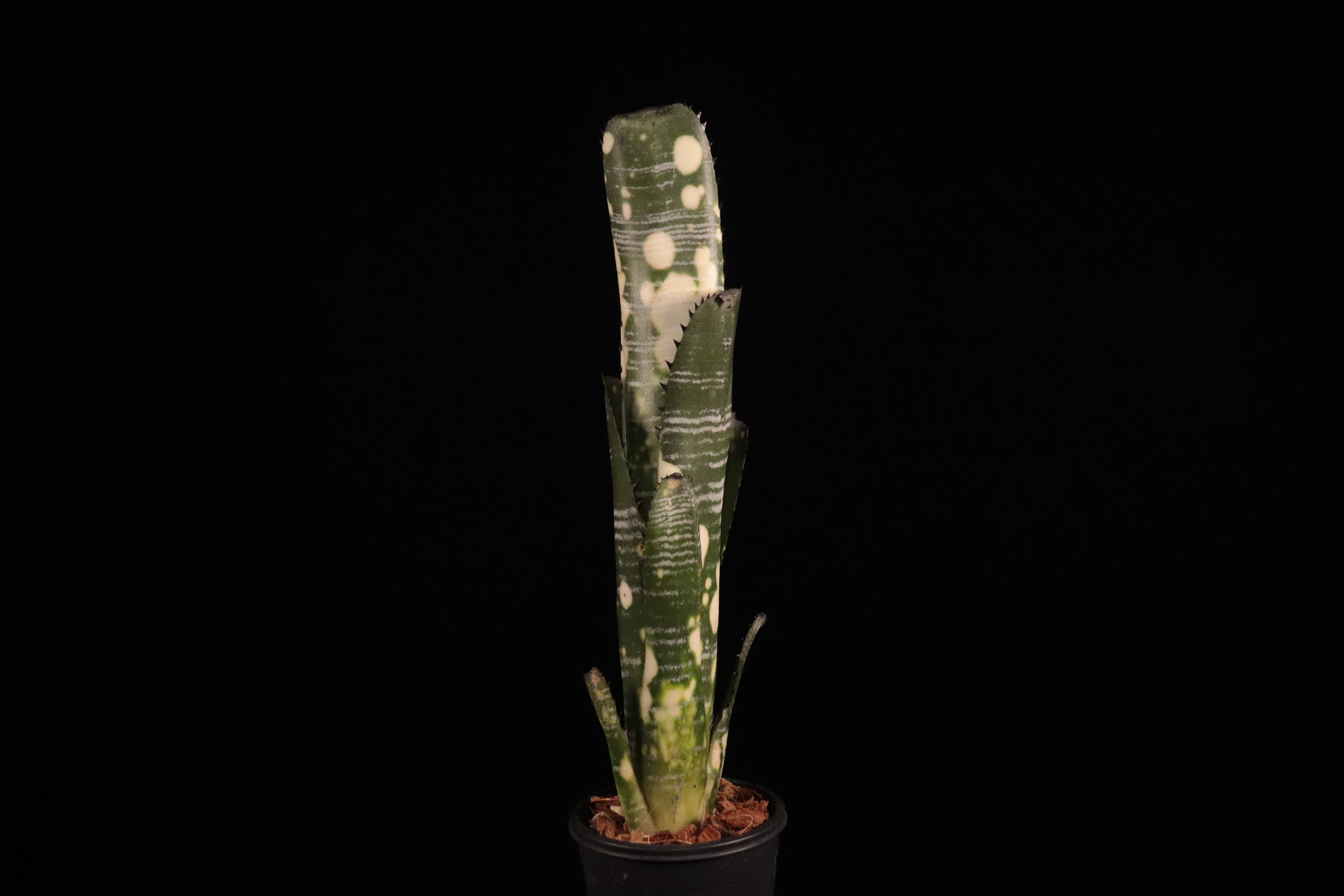 送料無料】Billbergia vittata 'Domingos Martins'〔ビルベルギア