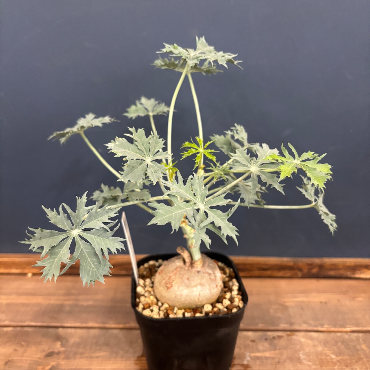 ヤトロファ ベルランディエリ(ニシキサンゴ)【783】