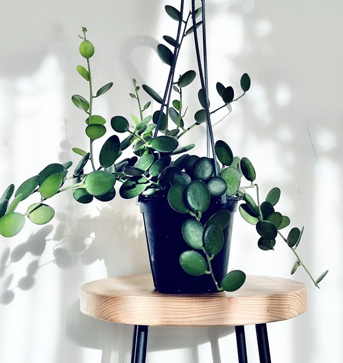 ひと目で惹きつける グリーンドラム calm cafe