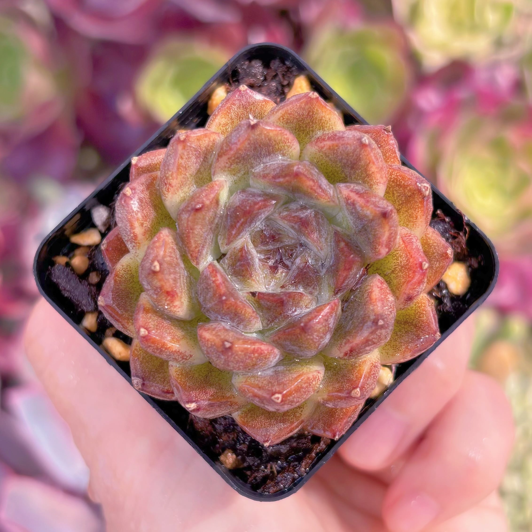 現品　紫姫#526　るる農園