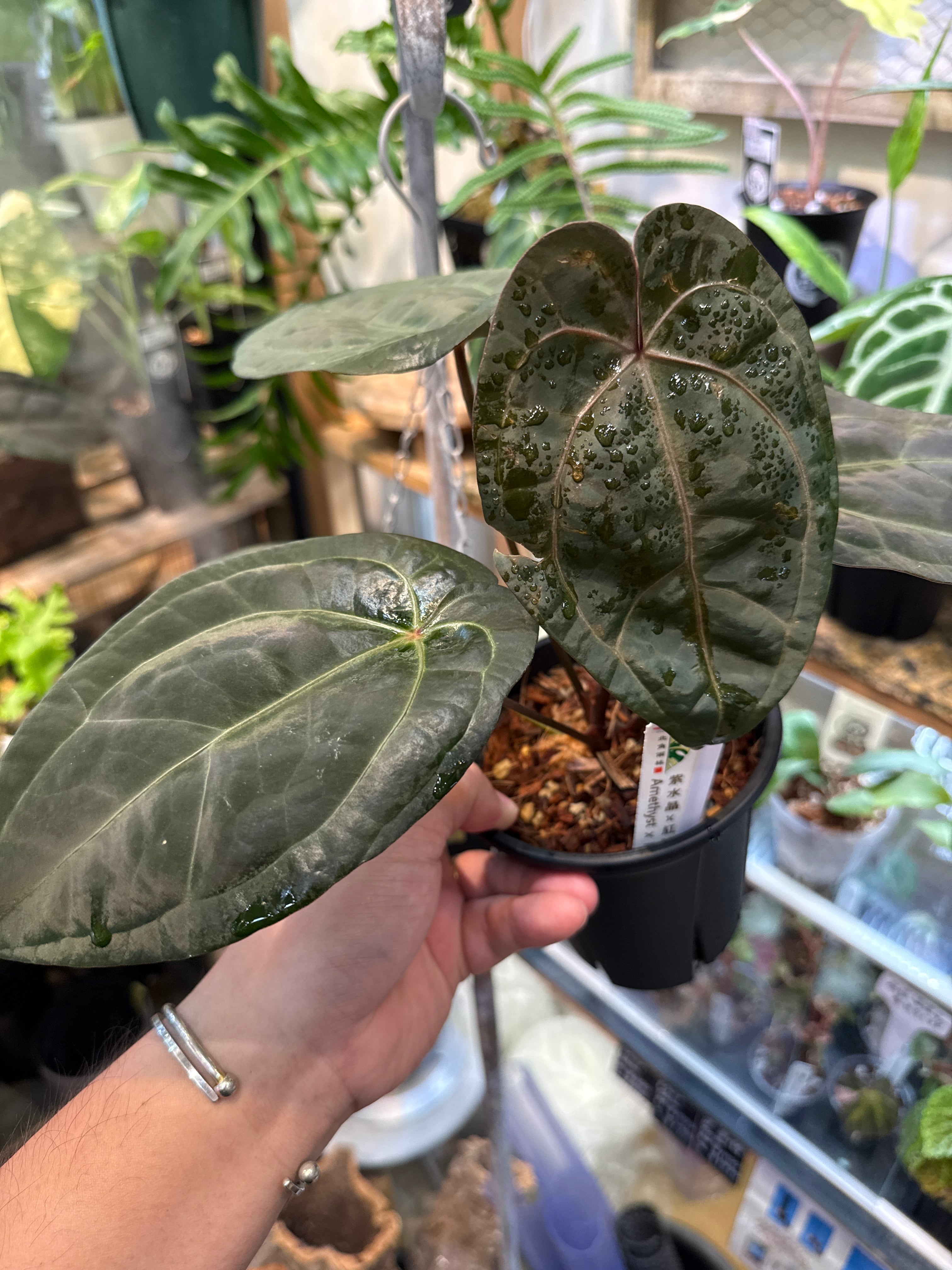 Spades x Ace mucho Gardenえん Anthurium 'RVDP' PC RVDP of
