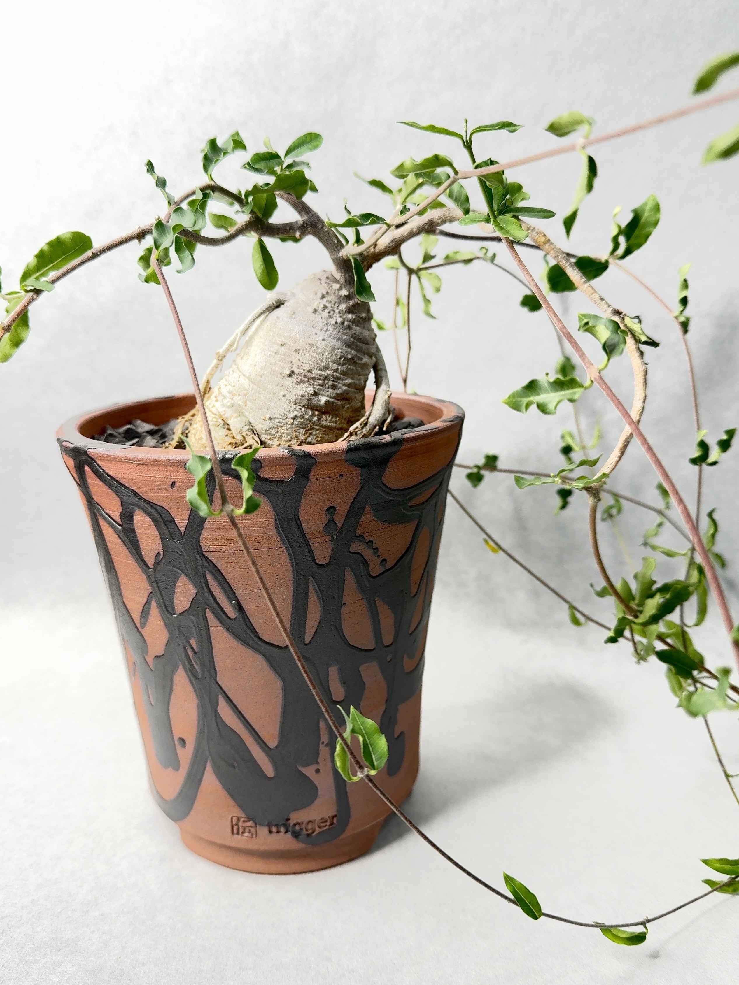 Plant Pot | trigger